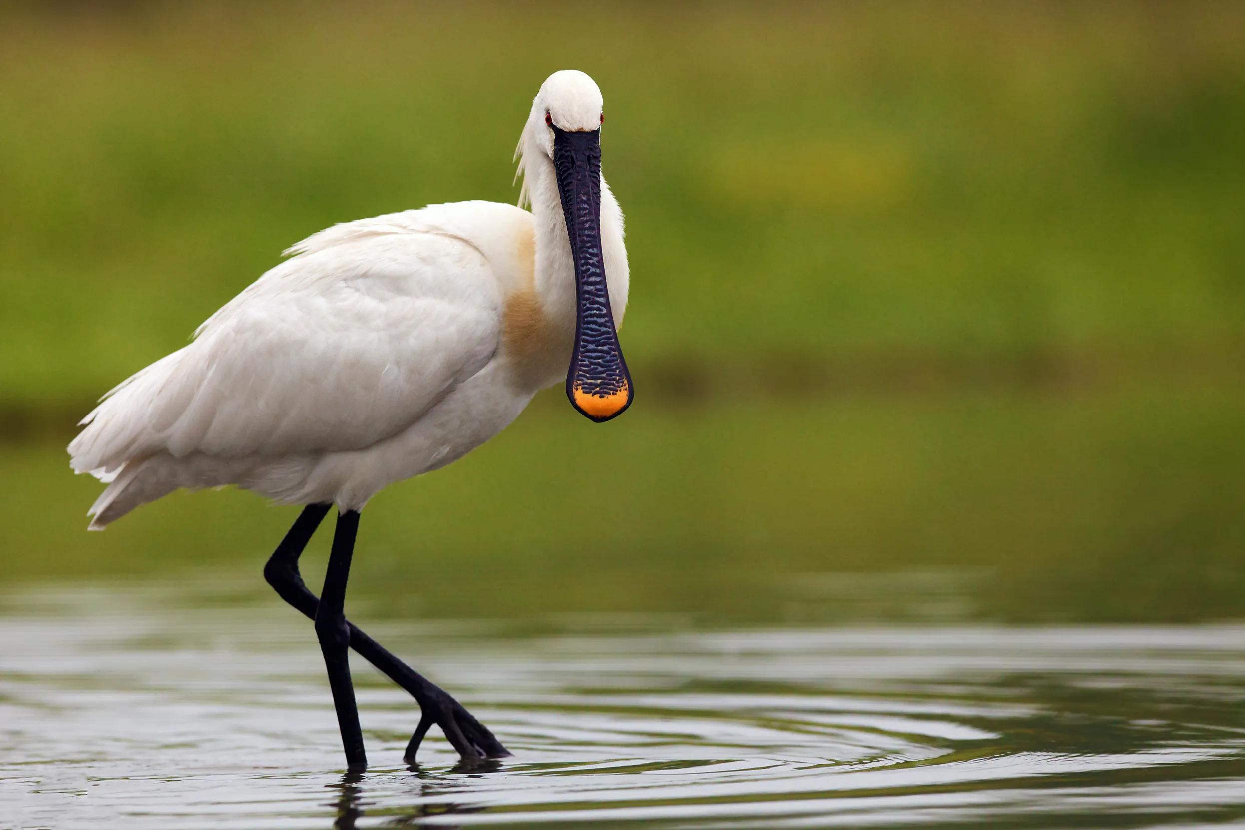 Spoonbill wading through shallow water, looking into the camera 