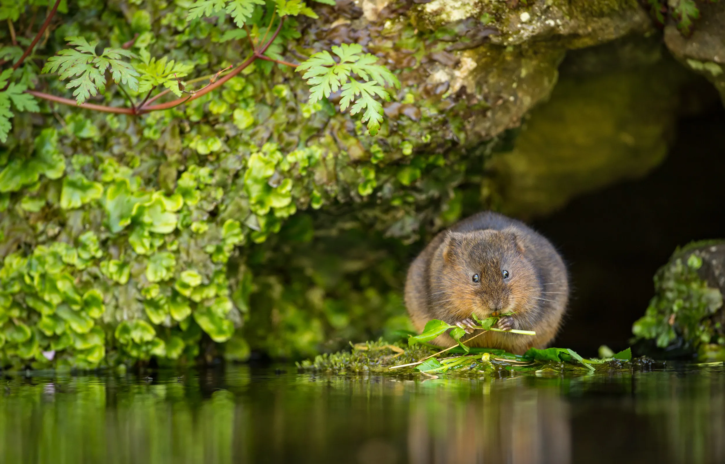 A lone Water Vole perched on the edge of a body of water surrounded by greenery eating leaves.