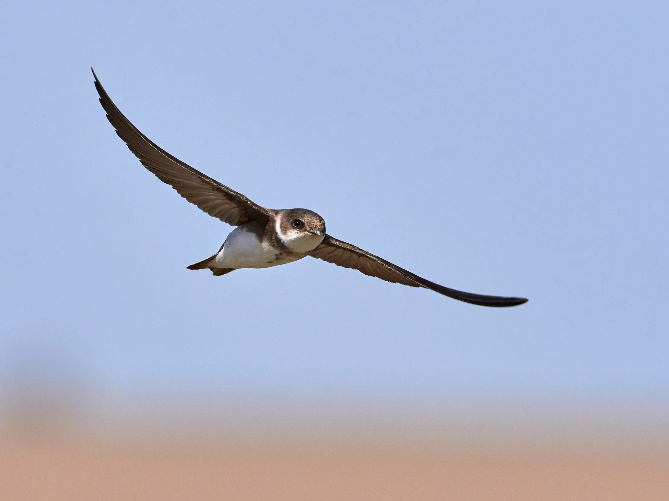 A lone Sand Martin mid flight against a pink and blue sky.