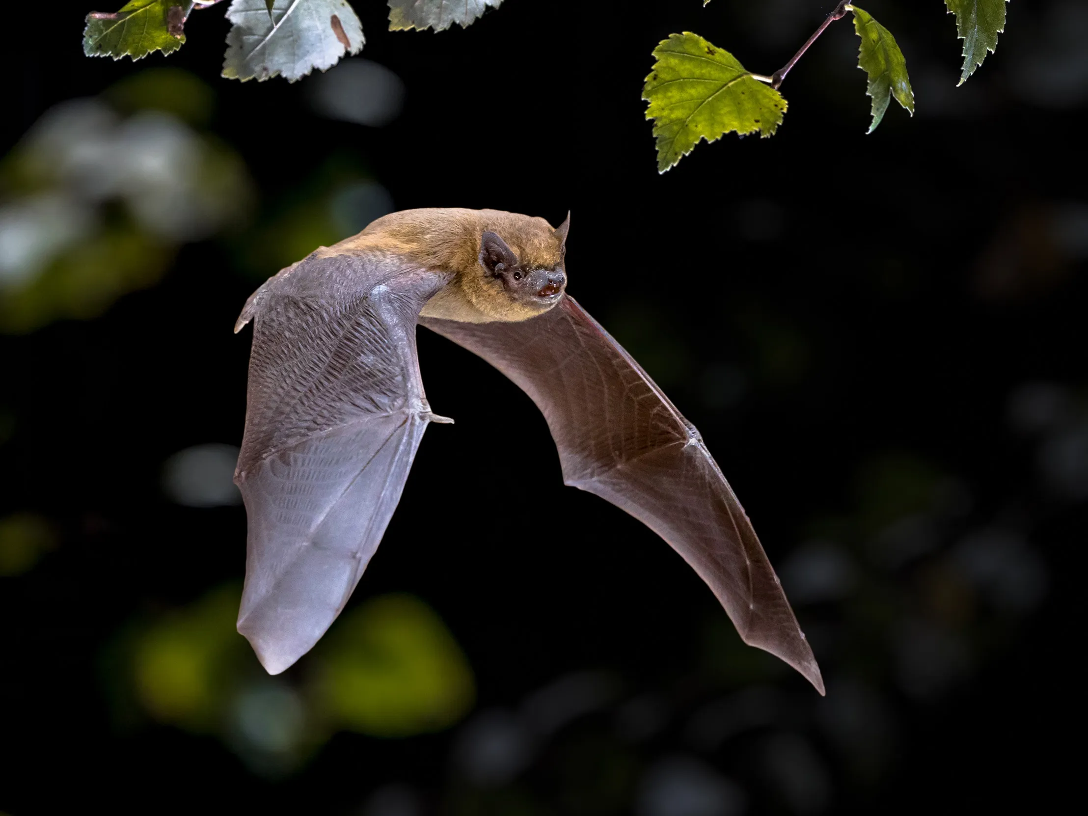 A Pipistrelle Bat flying under green leaves.