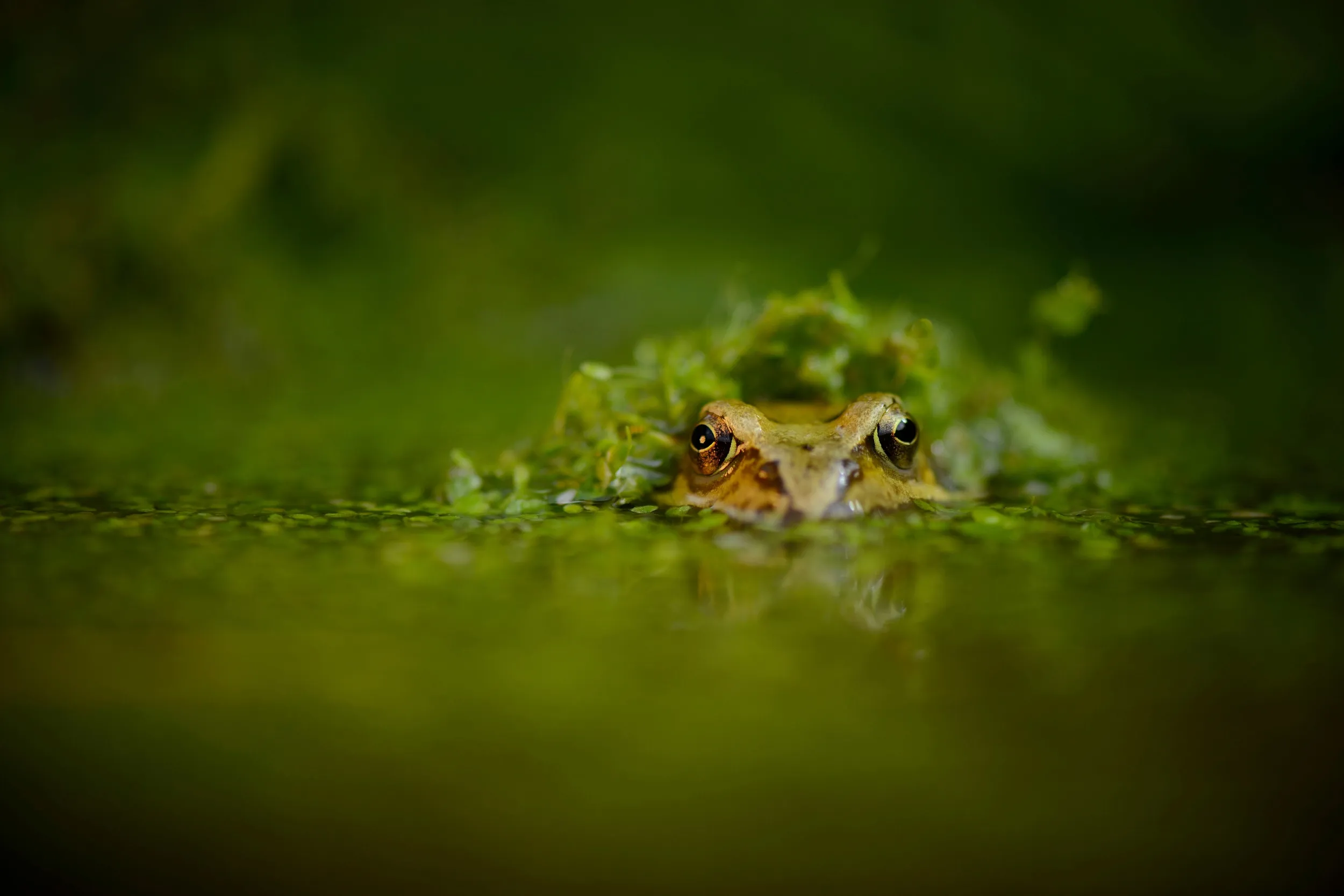 A Common Frog poking its duckweed covered head out of the surface of a pond.
