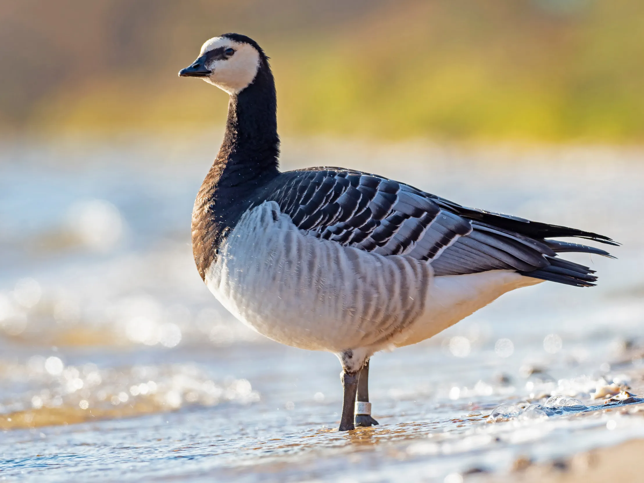 A lone Barnacle Goose in the shallow water surrounded by greenery.
