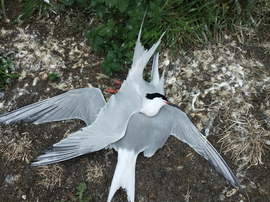 A pair of deceased Roseate Terns infected with Avian Flu.