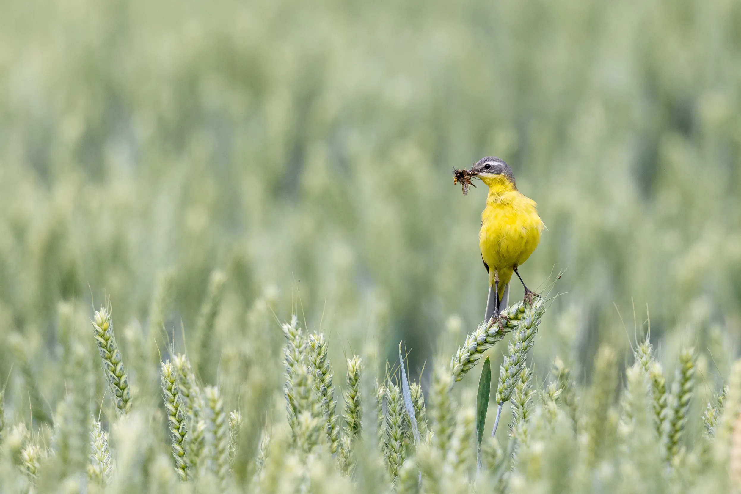 A male Yellow Wagtail stood in long grass with an insect in his beak.