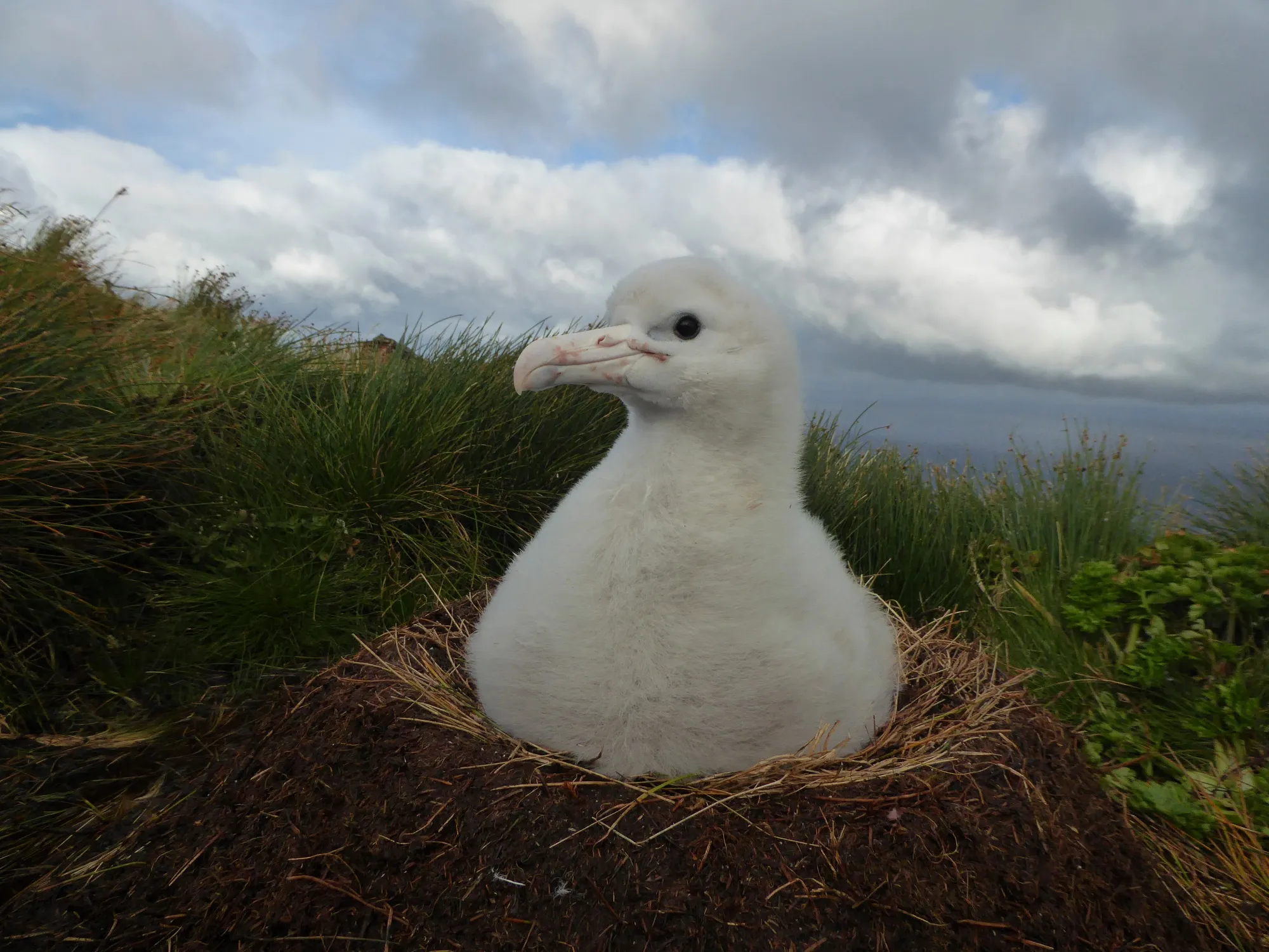 Tristan Albatross chick on nest at Gough Island