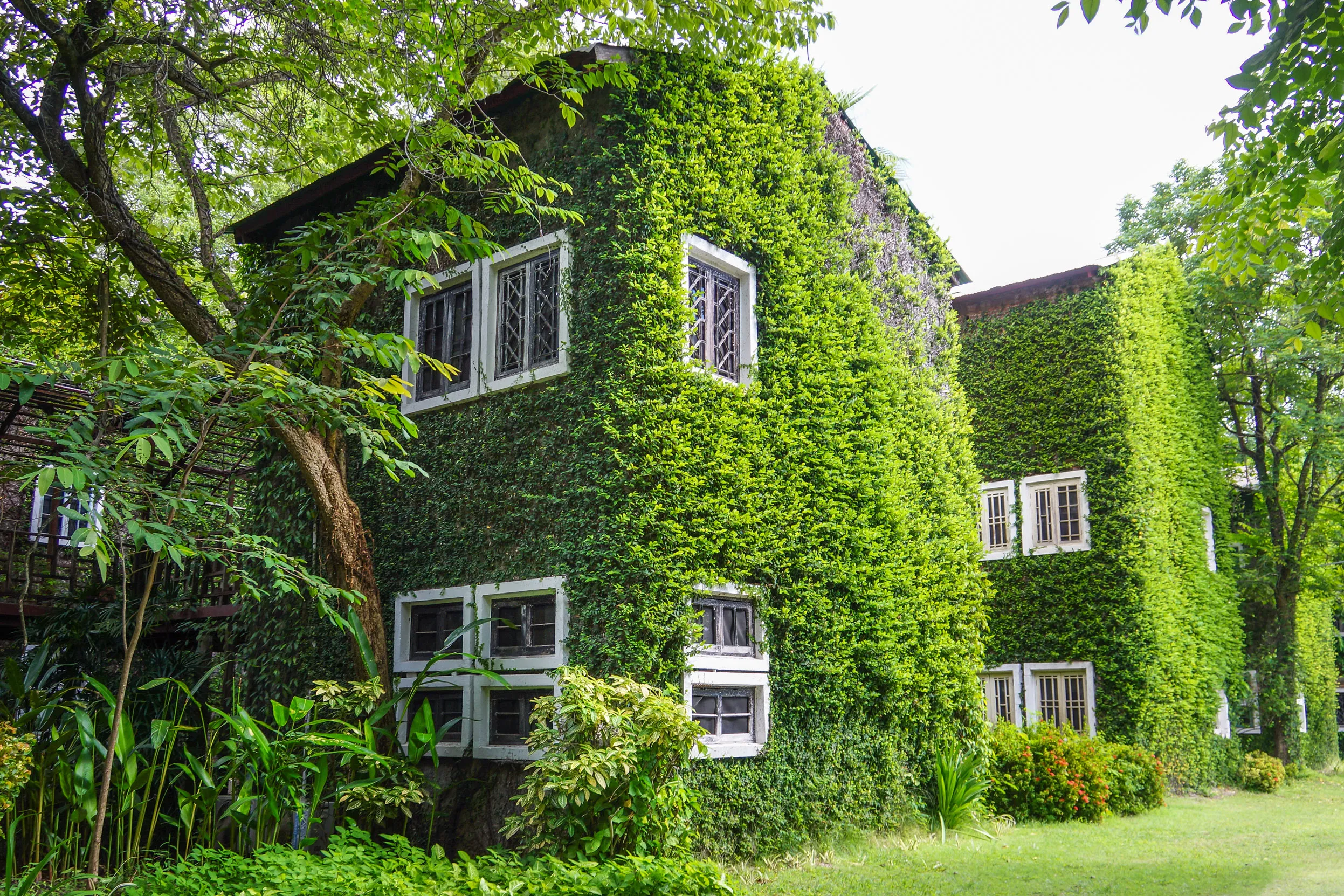 A two storey building entirely covered by ivy, with only the windows breaking the blanket of greenery.