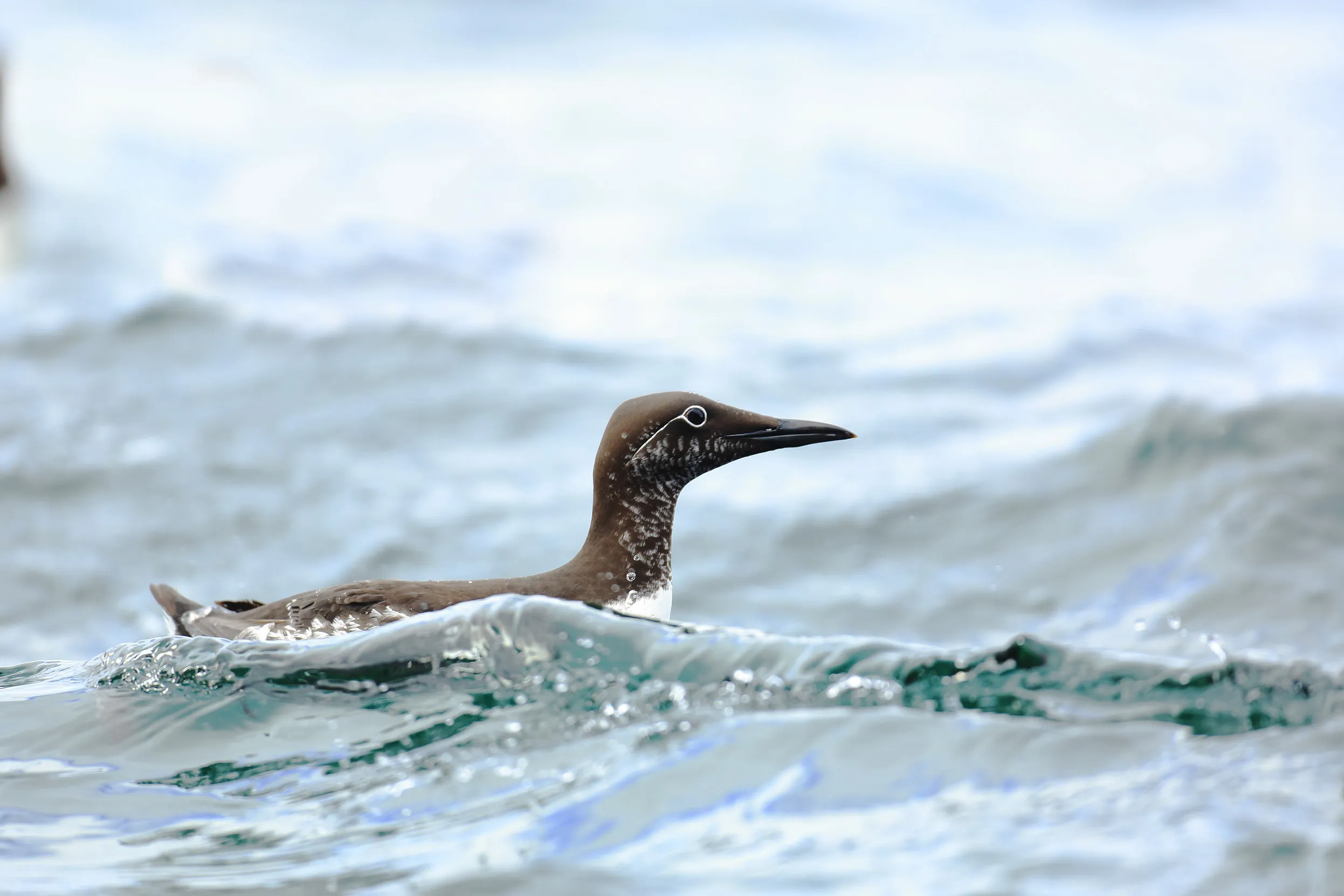 Lone Guillemot floating on the ocean water, which is disturbed by small waves. 