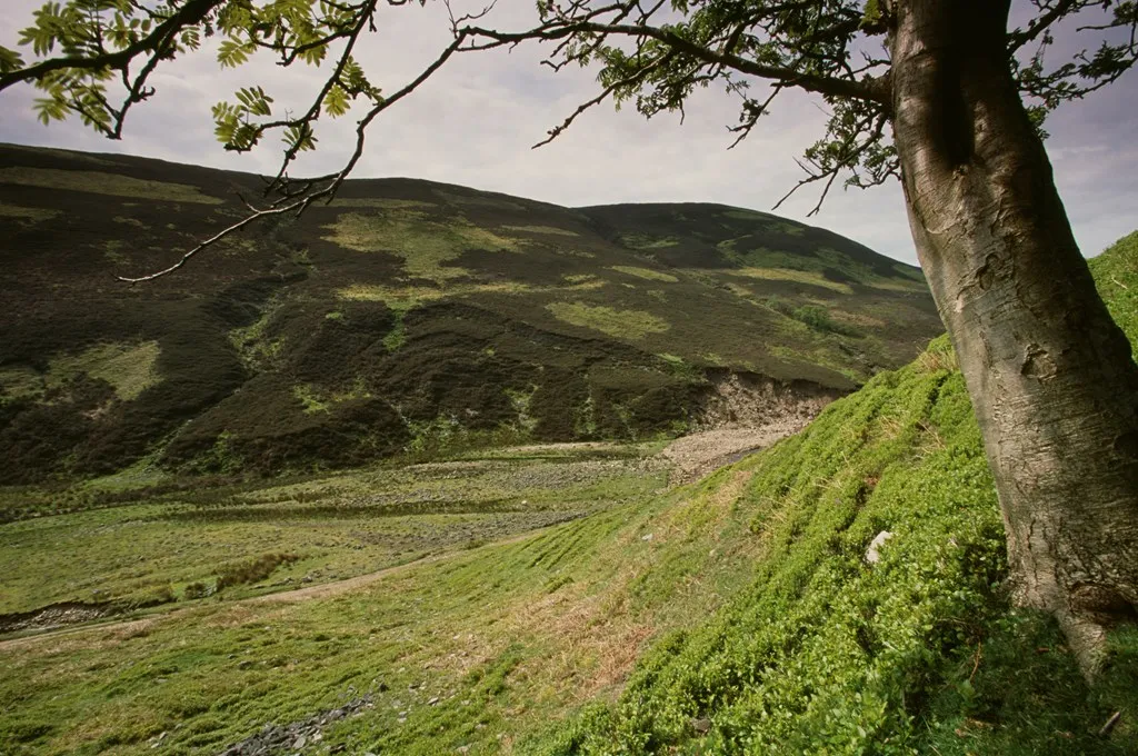 A tree branches out across a lush green grass and rolling hills.