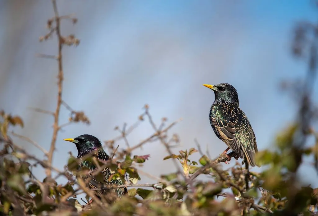 Two Starlings perched in a bramble bush.