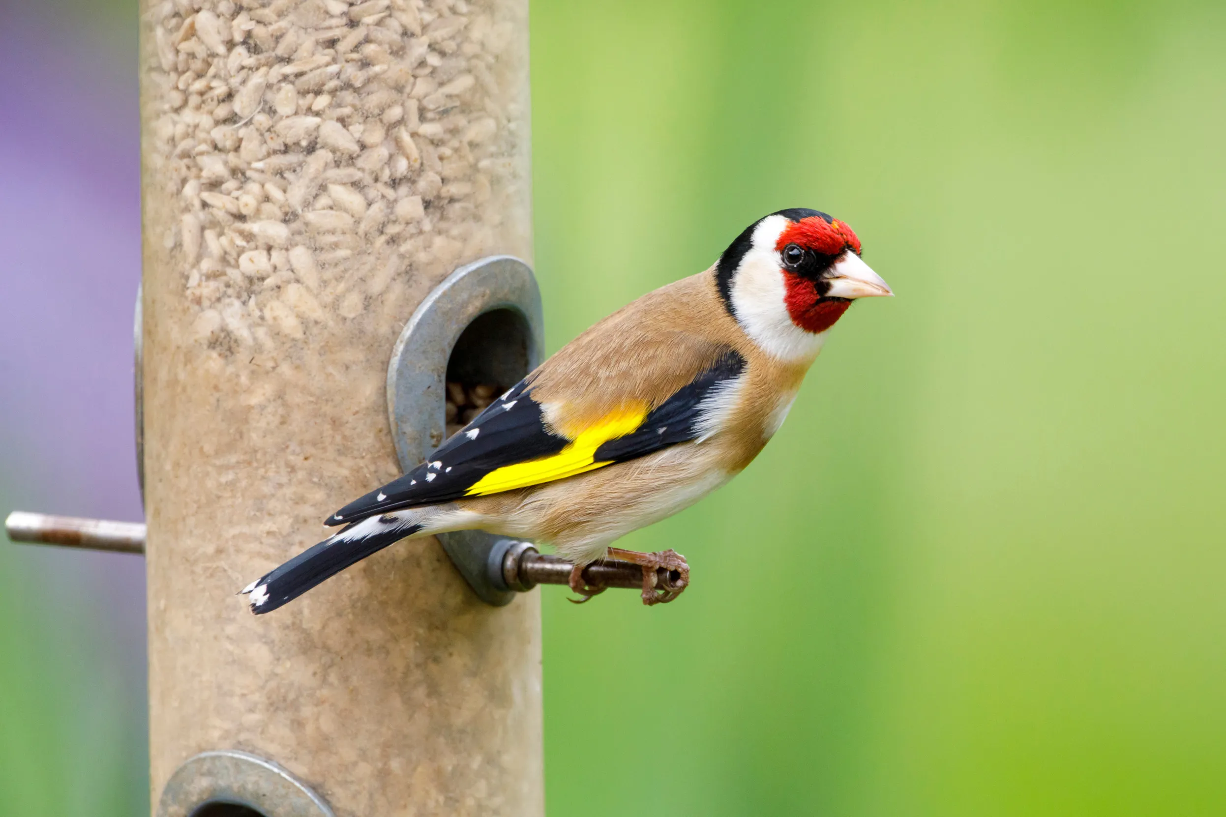 A Goldfinch sat on a domestic bird feeder.
