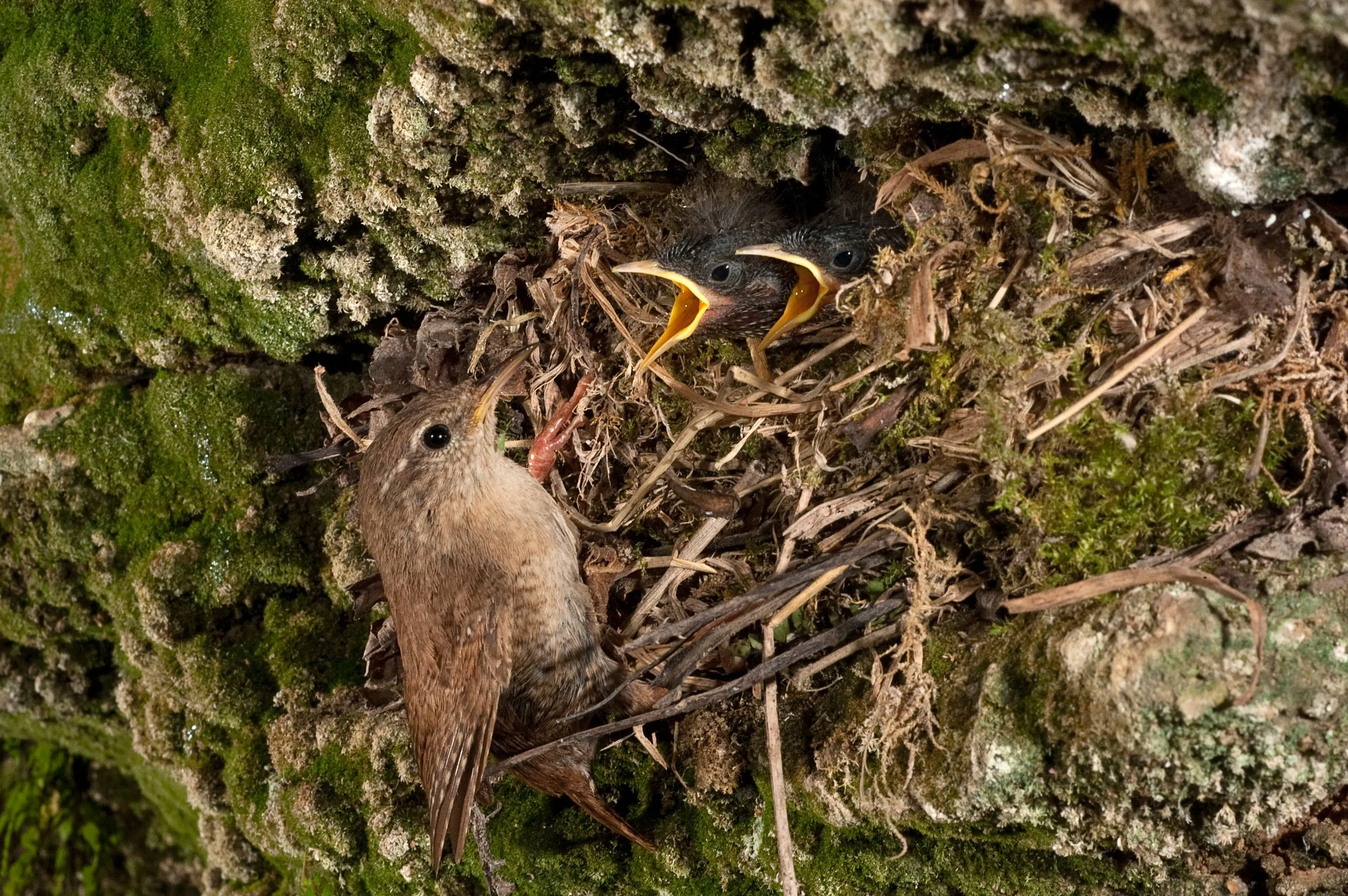 two chicks open their beaks wide to be fed by their mother at their nest built into the rock.