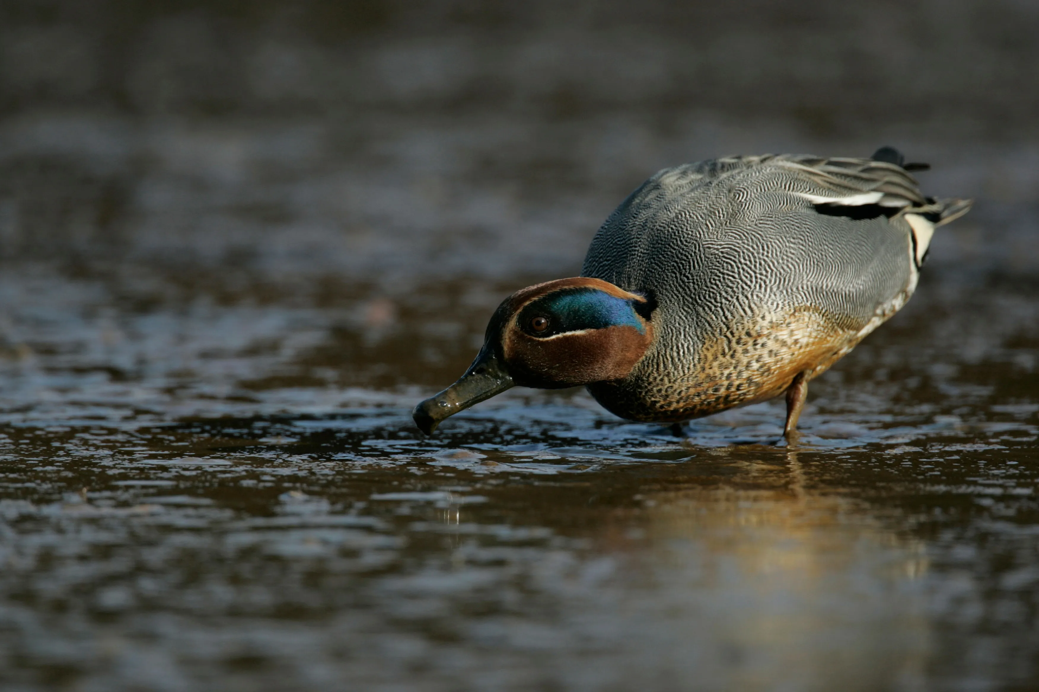 Drake Teal foraging in a muddy estuary.
