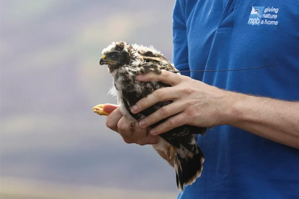 A juvenile Hen Harrier is tagged for essential monitoring, held in the hands of a carer in a blue shirt.