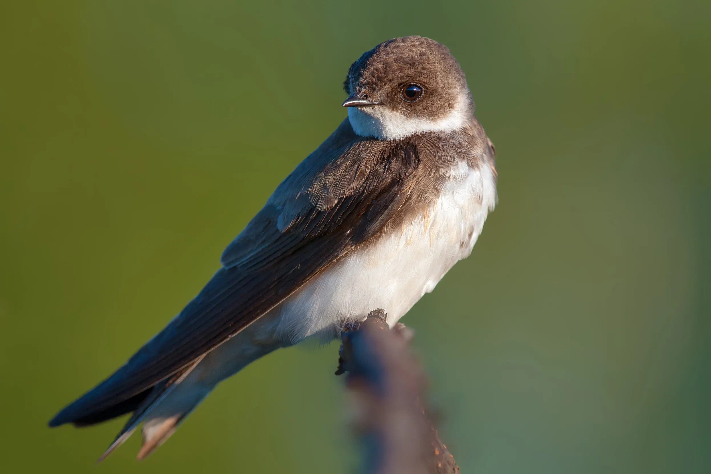 A Sand Martin perched on a blurred branch, looking over it's shoulder.