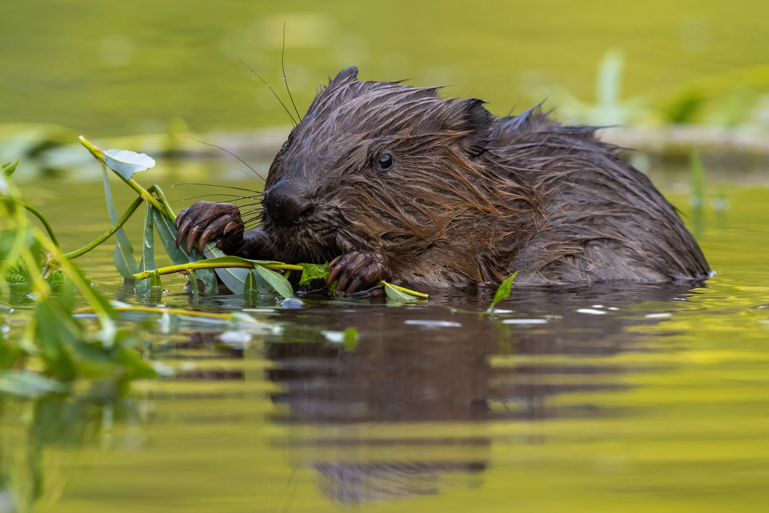 A lone Beaver sitting in shallow water and chewing on a leafy branch.