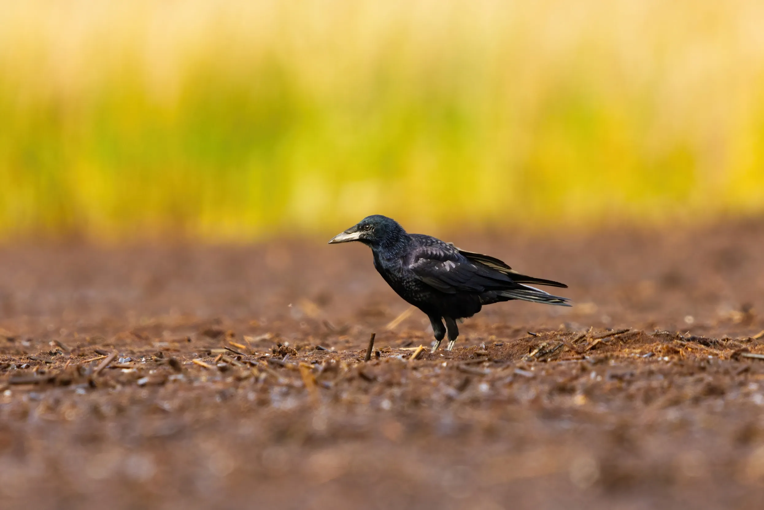A lone juvenile Rook looking for food in the middle of a field.