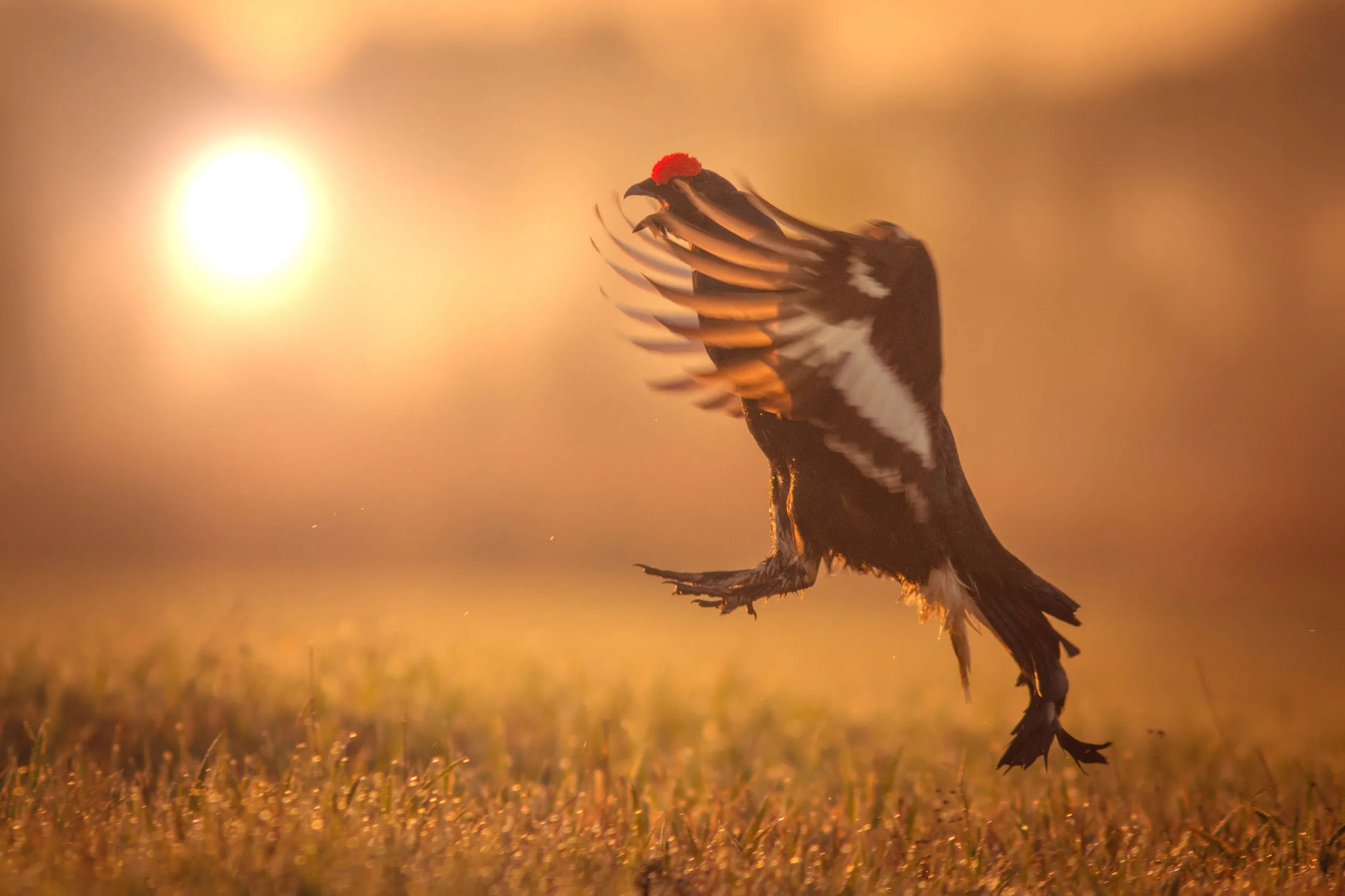 A Black Grouse taking flight at sunrise.