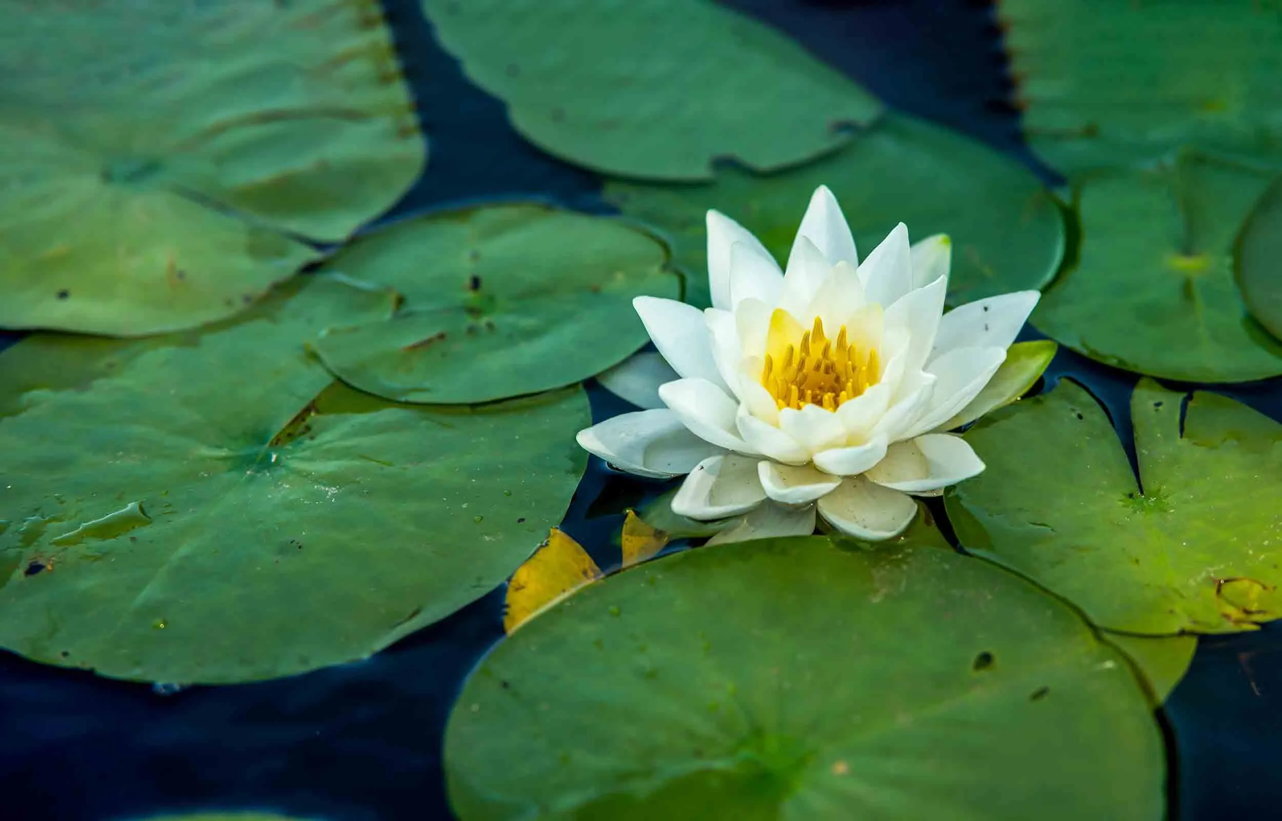 A flowering White Water Lily between lily pads in a pond.