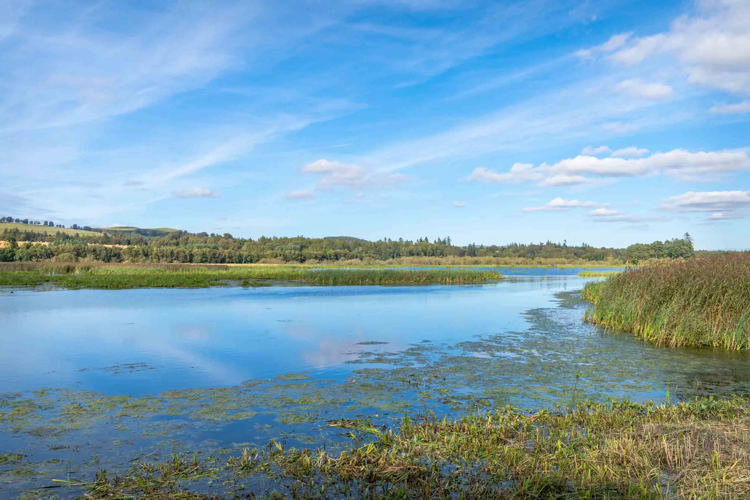 A body of water surrounded by reedbeds, with a blue sky and wispy white clouds above.