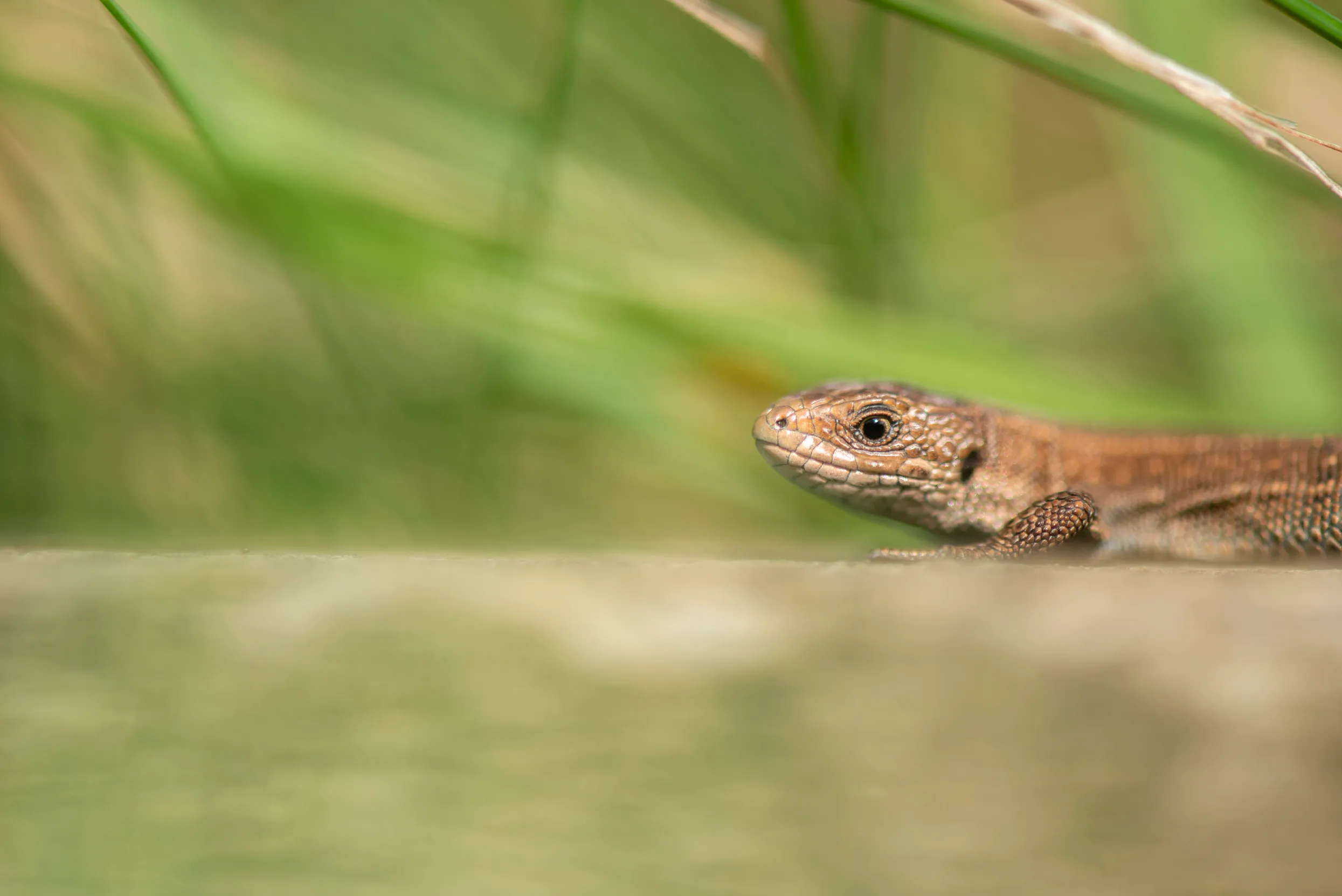 A Common Lizard sat in a wall surrounded by long grass.