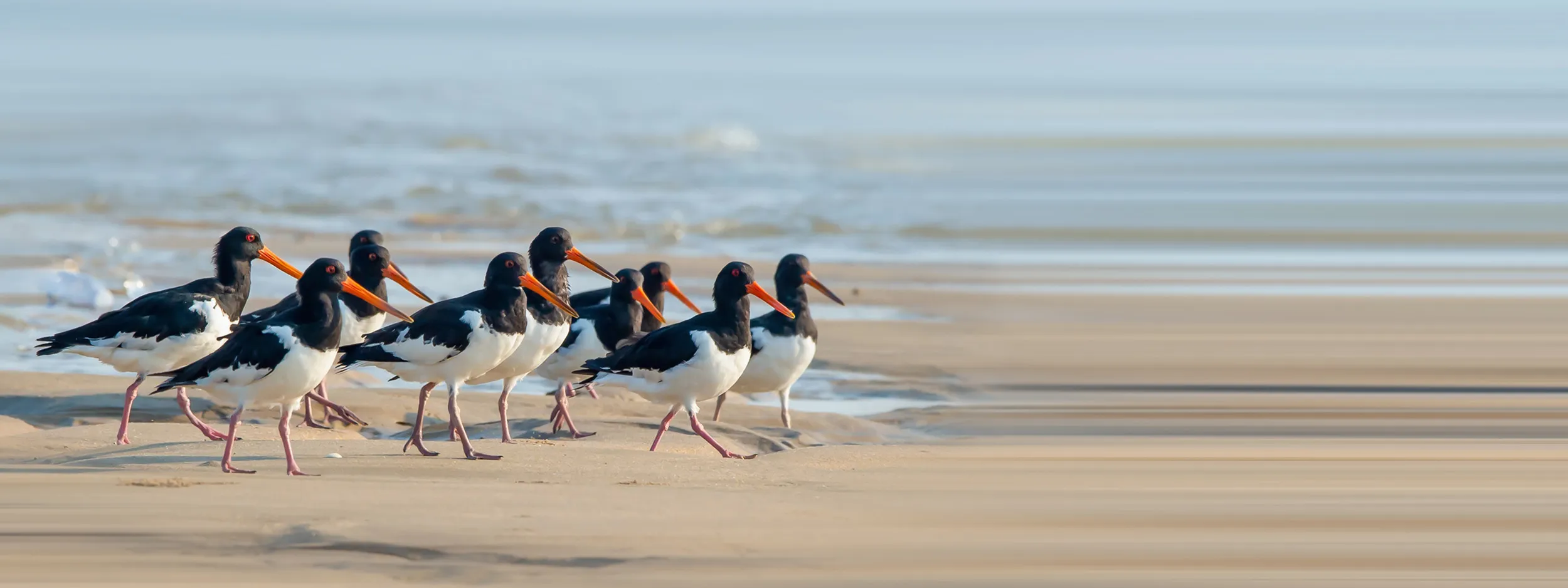 A group of nine Oystercatcher walking across the shoreline at a beach.