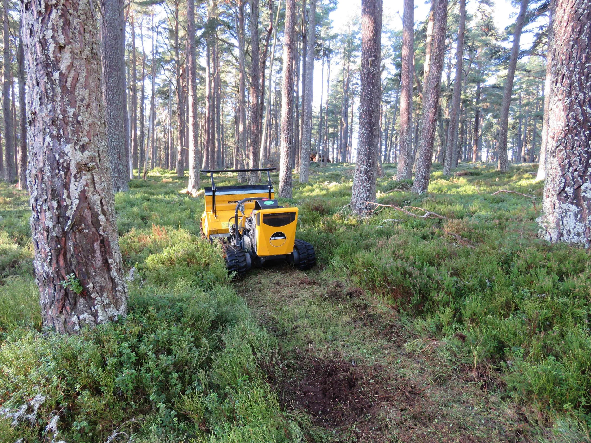 A large yellow vehicle cutting a path through undergrowth in a forest