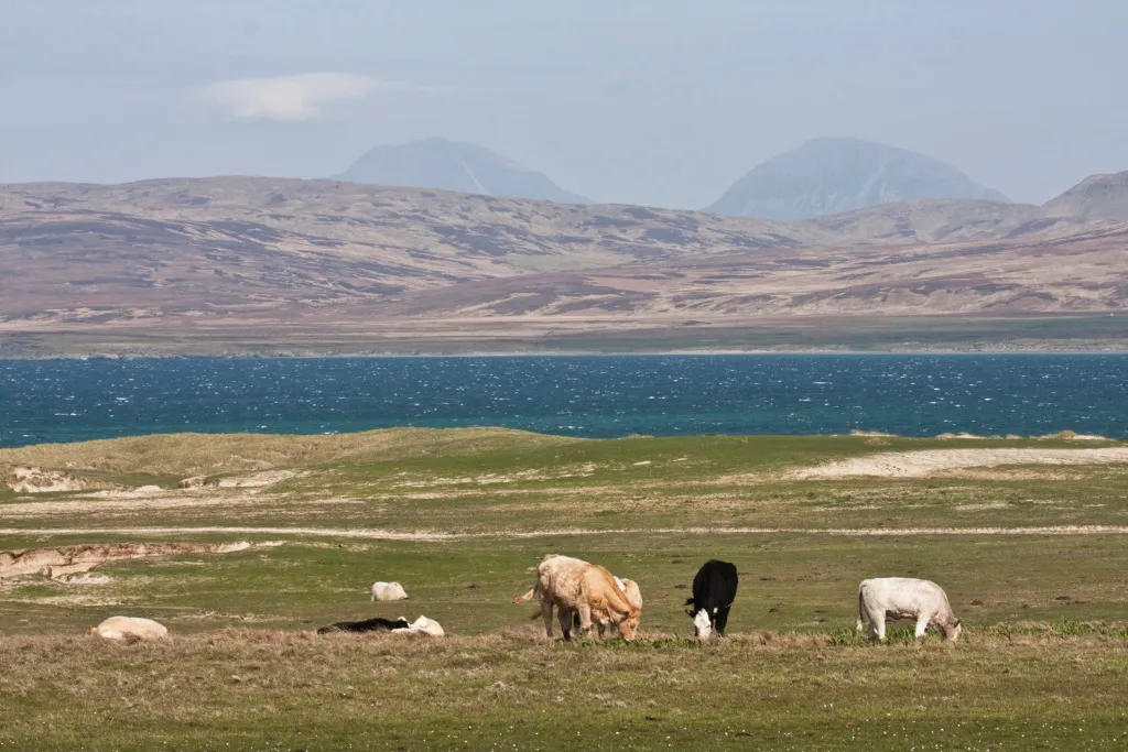 Sheep grazing on moorland in front of Loch Gruinart.