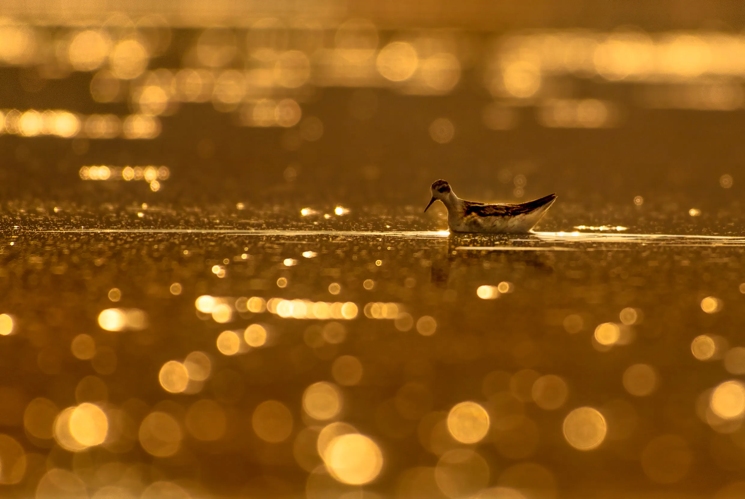 Lone Red-necked Phalarope, with winter plumage, floating on golden water