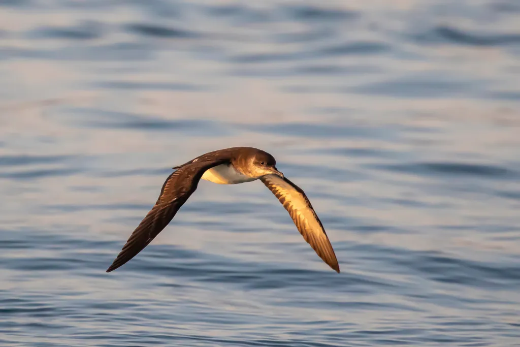 An adult Manx Shearwater takes flight at sea.