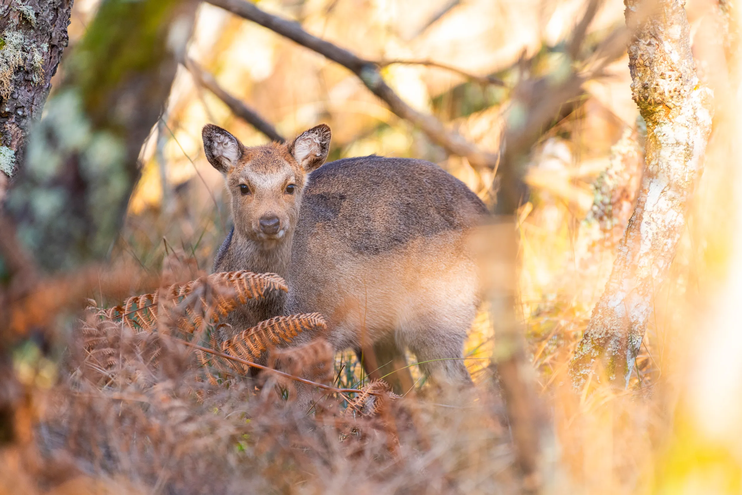 Sika Deer, face on, stood amongst trees and ferns