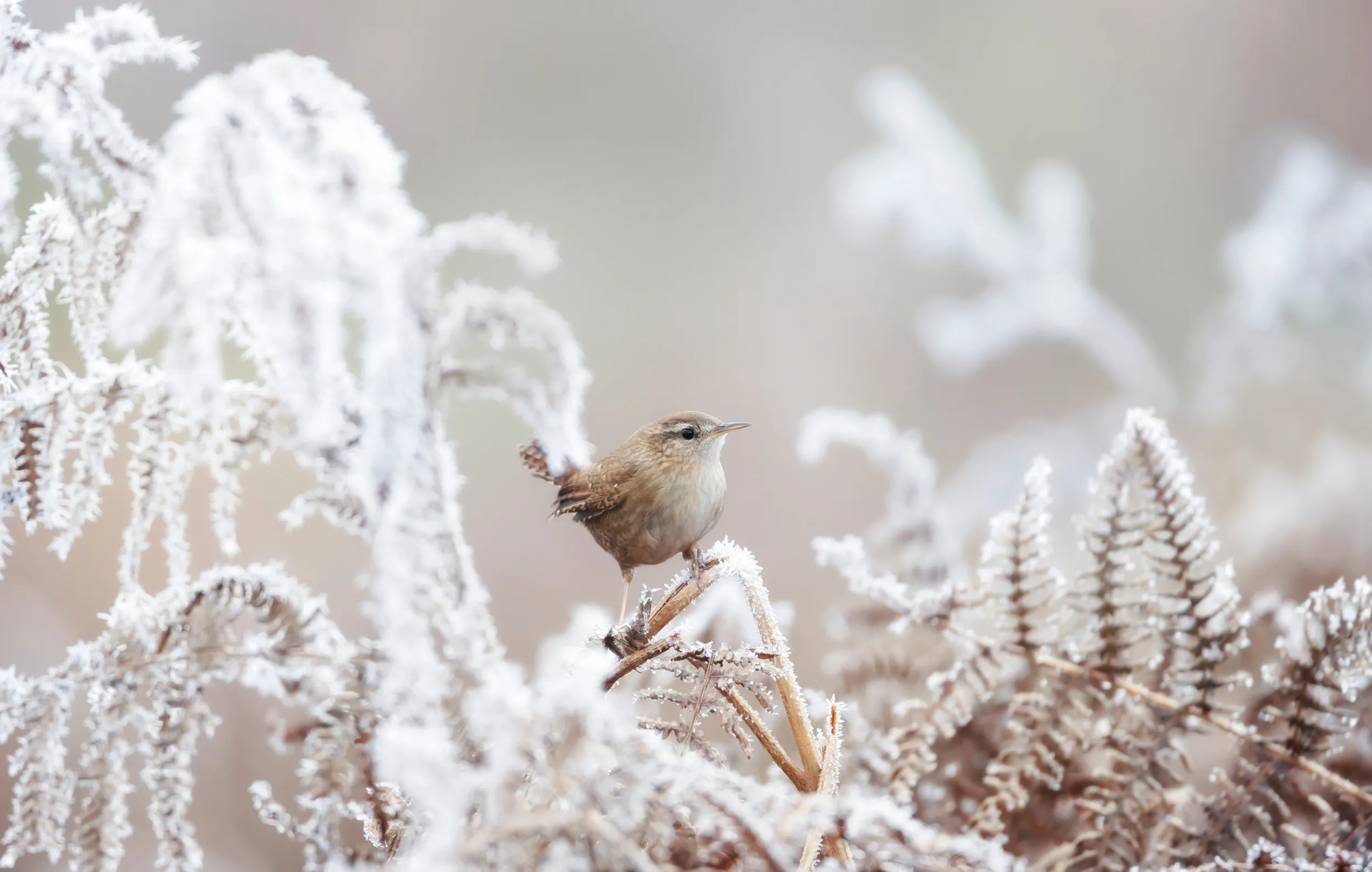 A lone little Wren perched between frosty vegetation.
