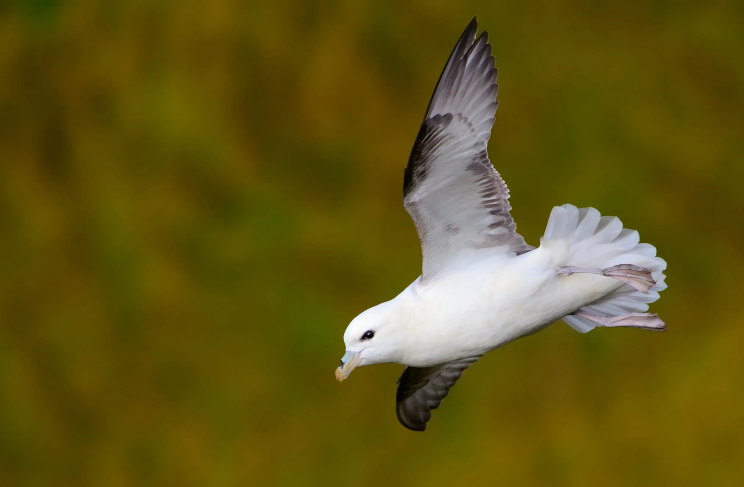 Lone Fulmar mid flight, in front of a green cliff face.