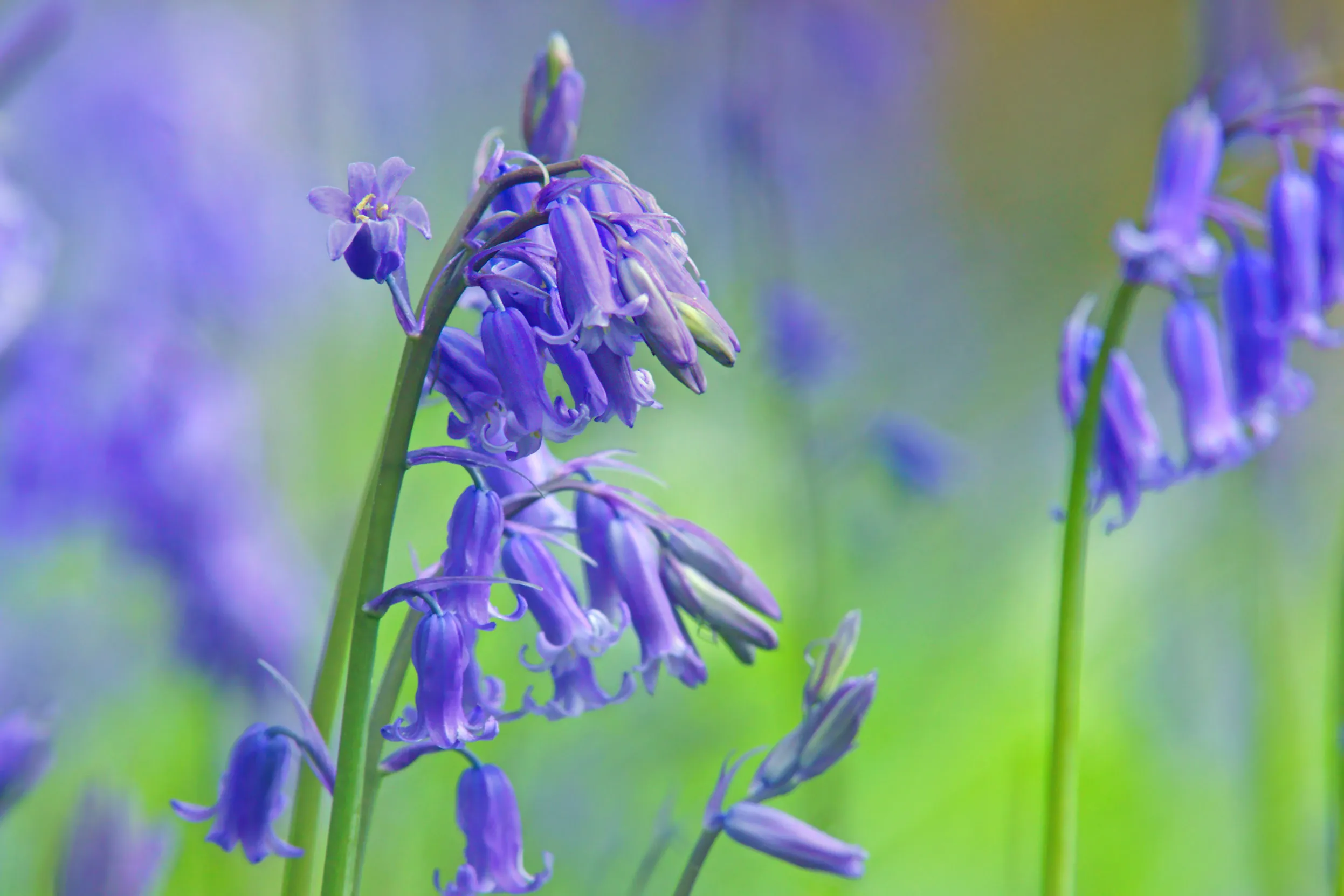 A cluster of Bluebell flowers hanging from a single green stem, with unfocused Bluebells in the background