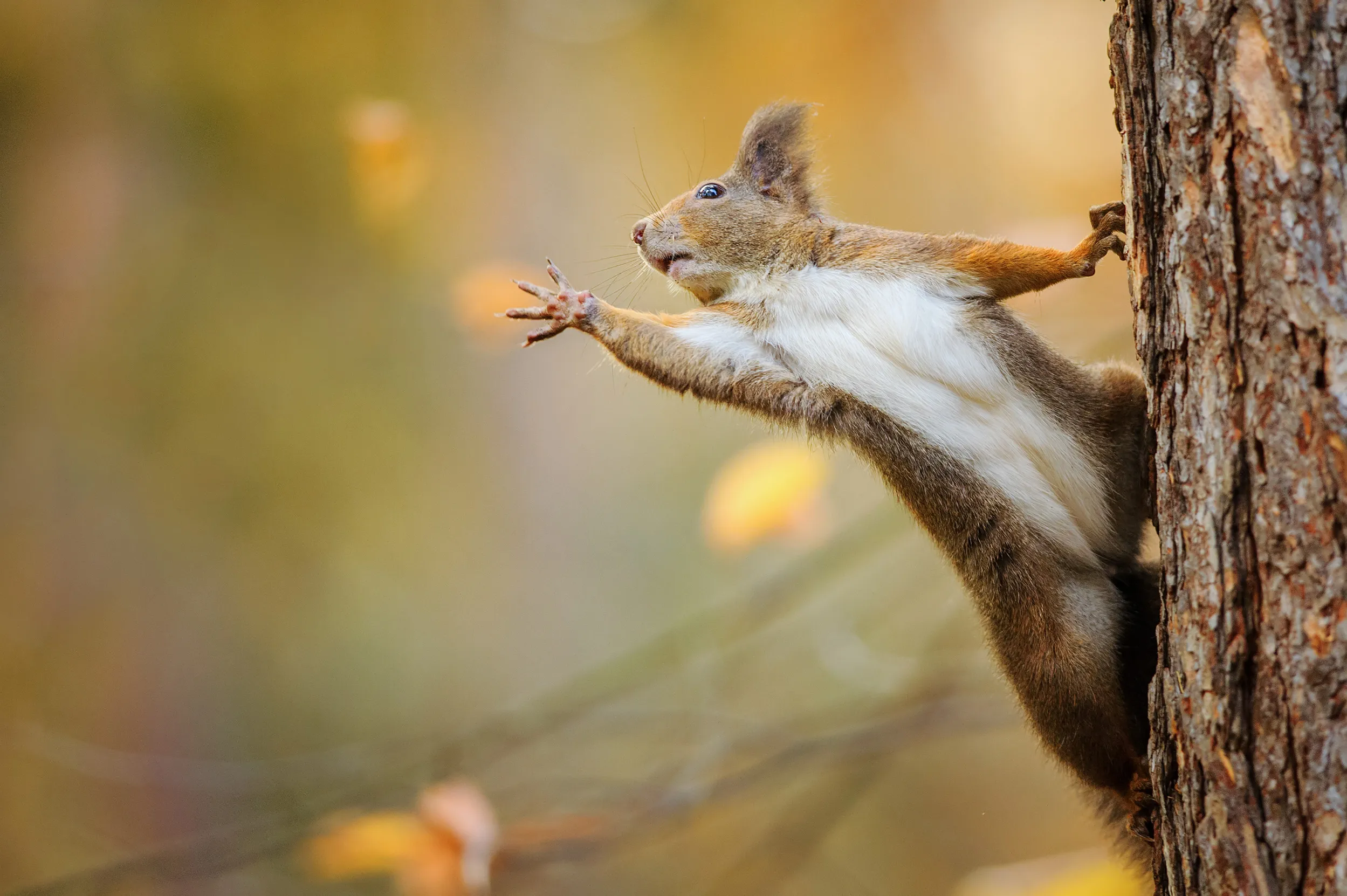 A Red Squirrel hanging onto a tree with one paw, reaching out with the other.