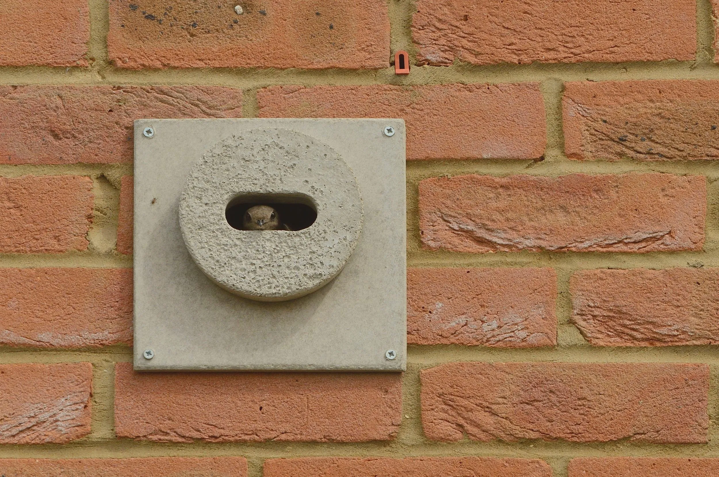 A Swift peeks out of it's nest in a Swift brick built into a wall of a house.