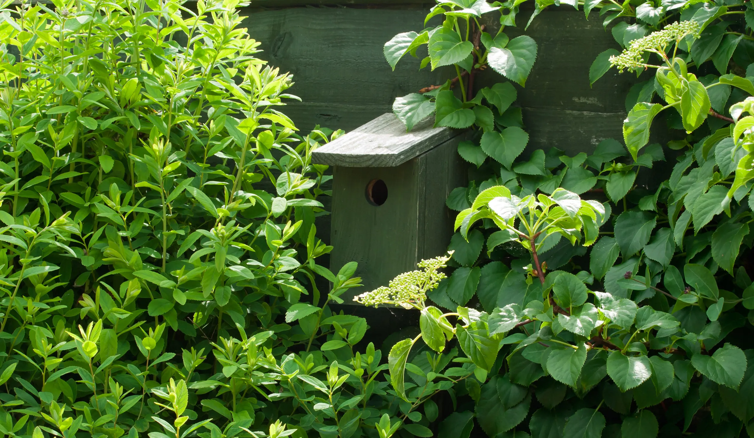 A wooden birdbox, painted the same dark green as the fence panel it's mounted to and surrounded by leafy foliage.