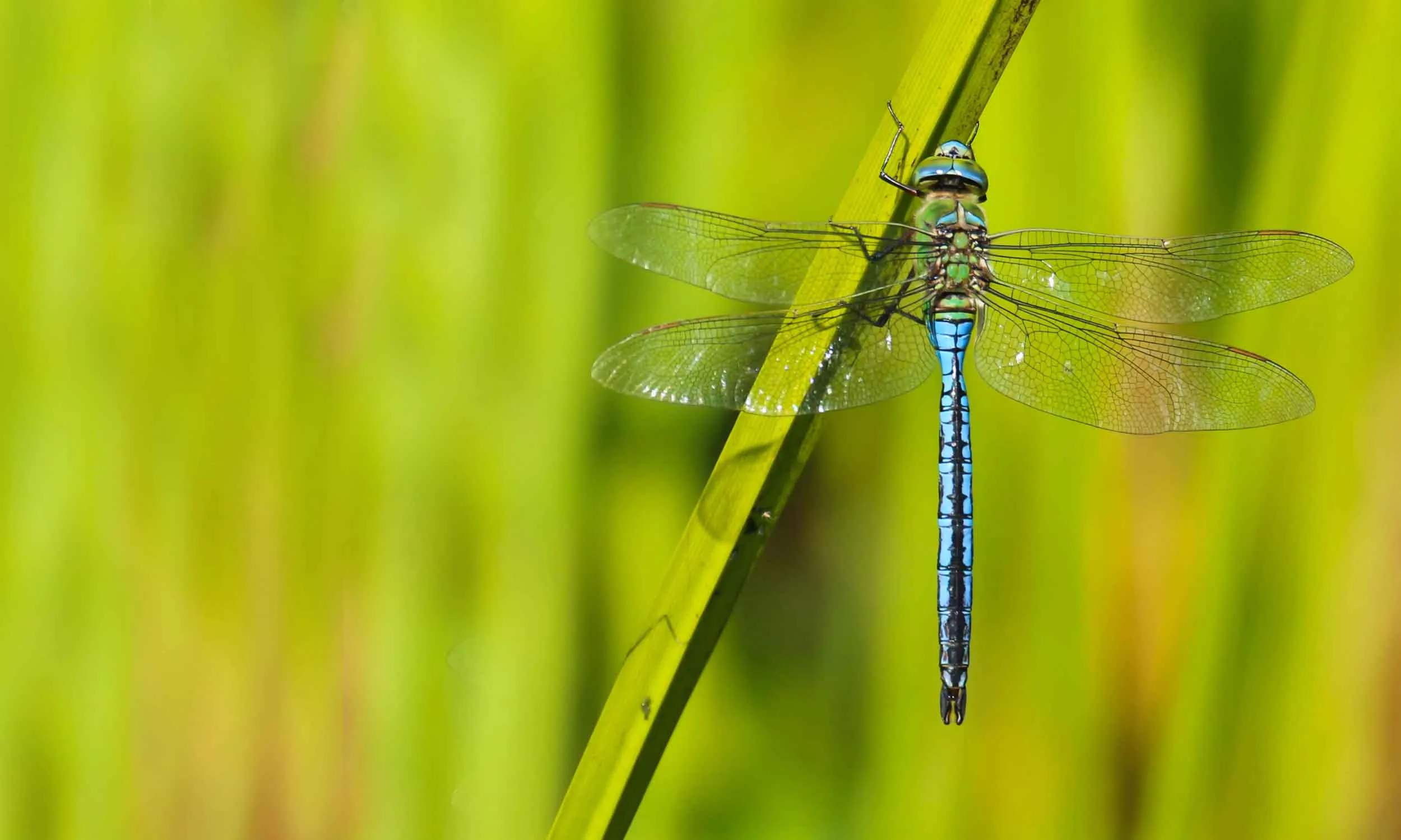 An Emperor Dragonfly sat on a single reed.