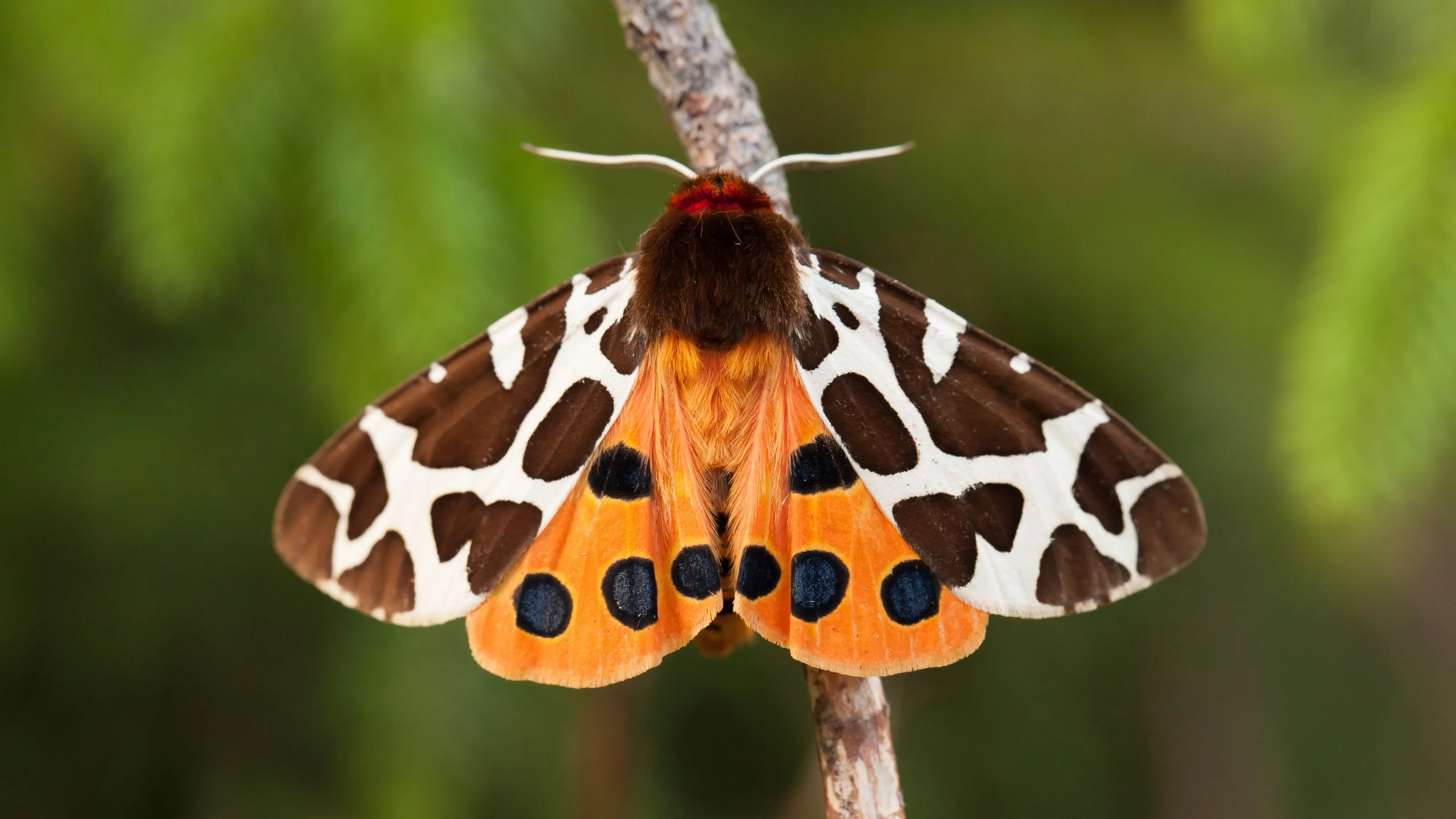 A Garden Tiger Moth perched on a twig.