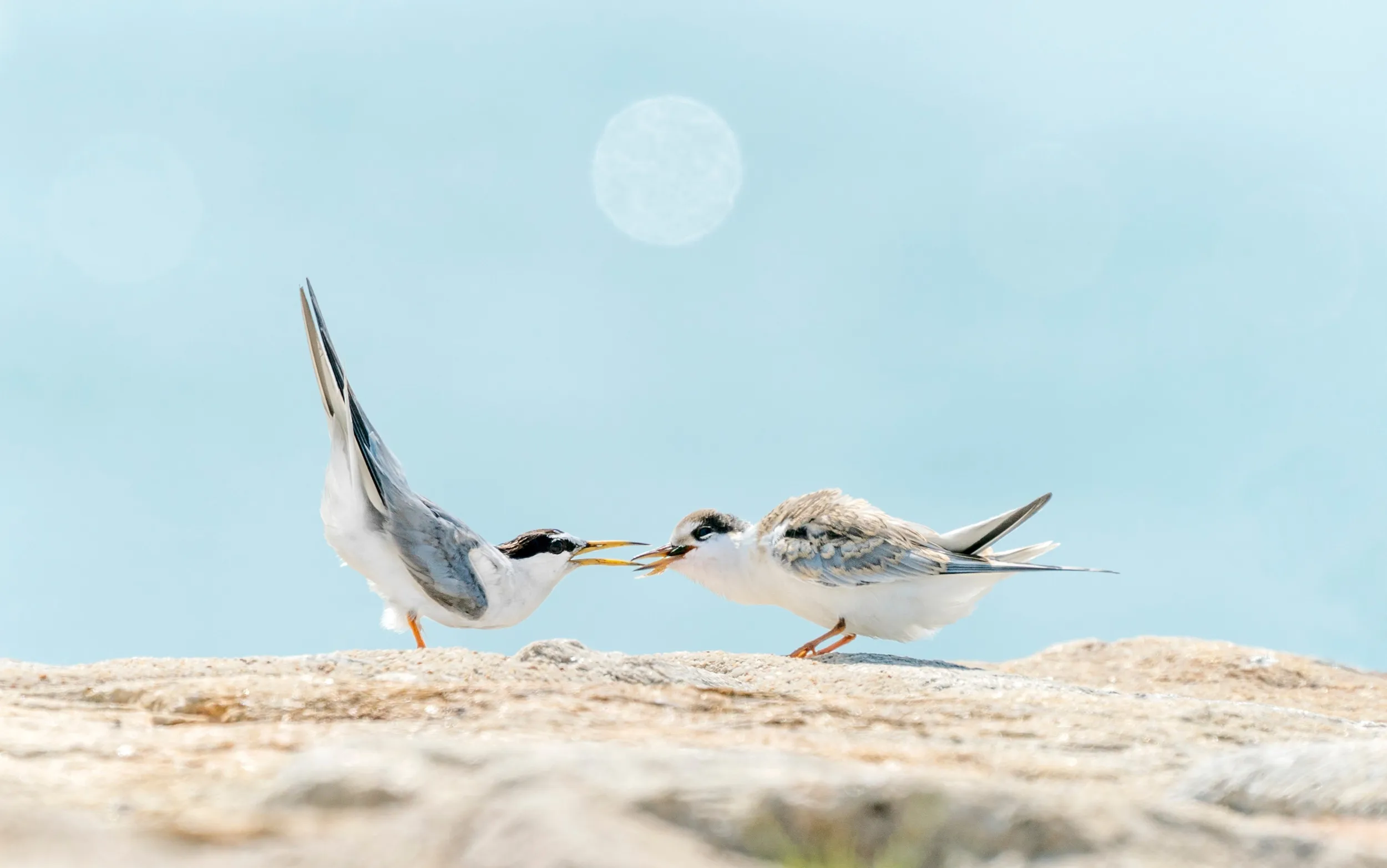 A pair of Little Tern, one adult feeding the juvenile a small fish, they stand on a sunny rock against a light blue background