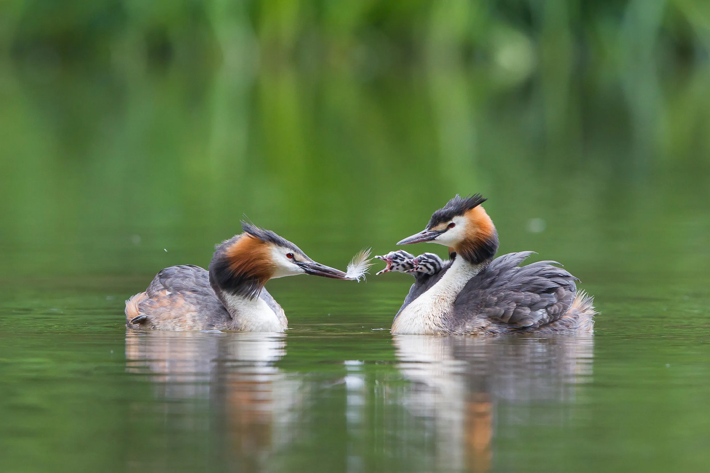 Two adult Great Crested Grebes, one with two chicks on their back, and the other with a feather in its mouth