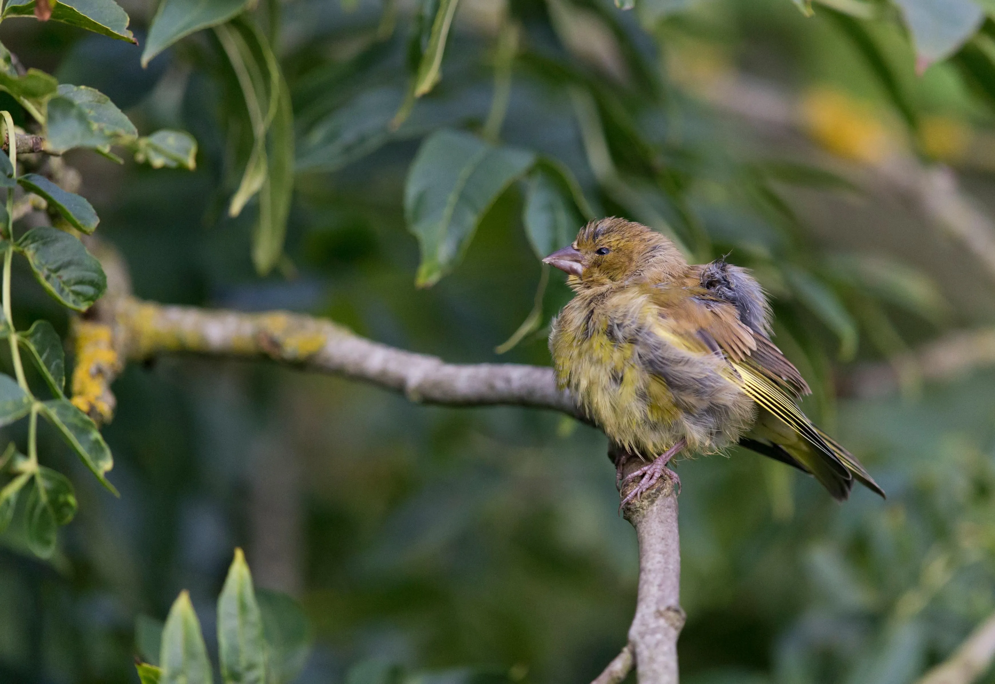 A Greenfinch perched on a tree branch with matted, wet plumage around its face and loose feathers on its body.