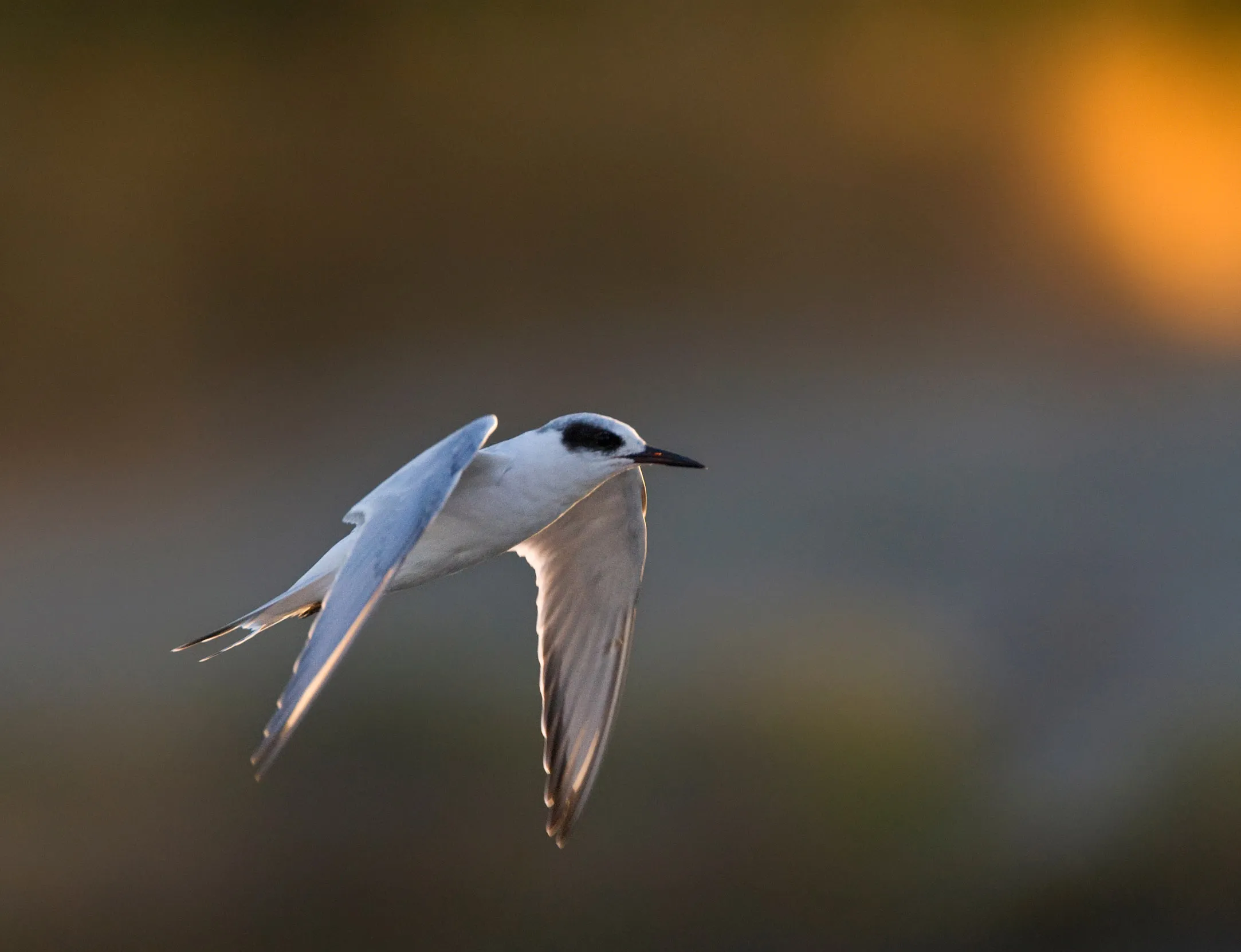 A lone Foster's Tern flying in an autumn sky.