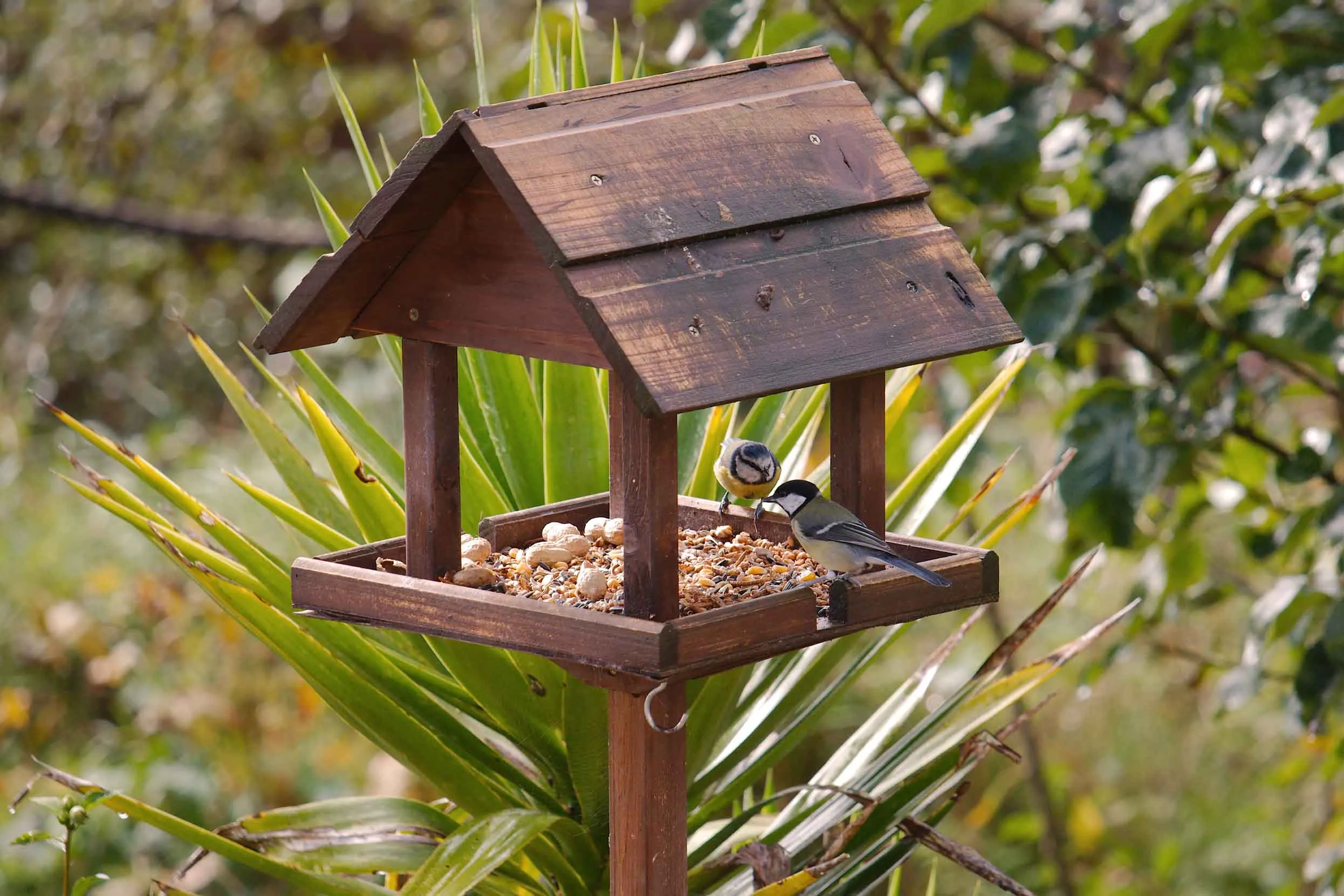 A Blue and Great Tit on a wooden bird table eating seed, surrounded by shrubbery.