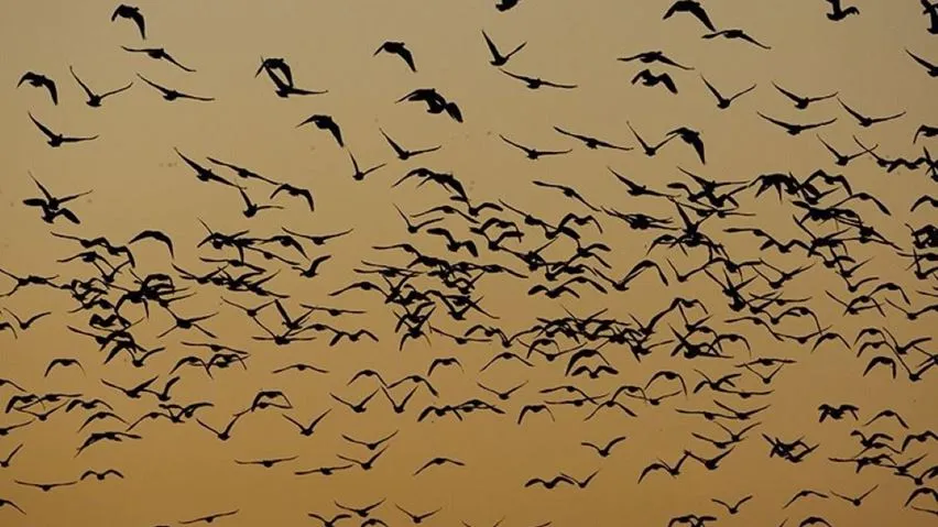 A silhouetted skein of Pink-footed Geese at sunset.