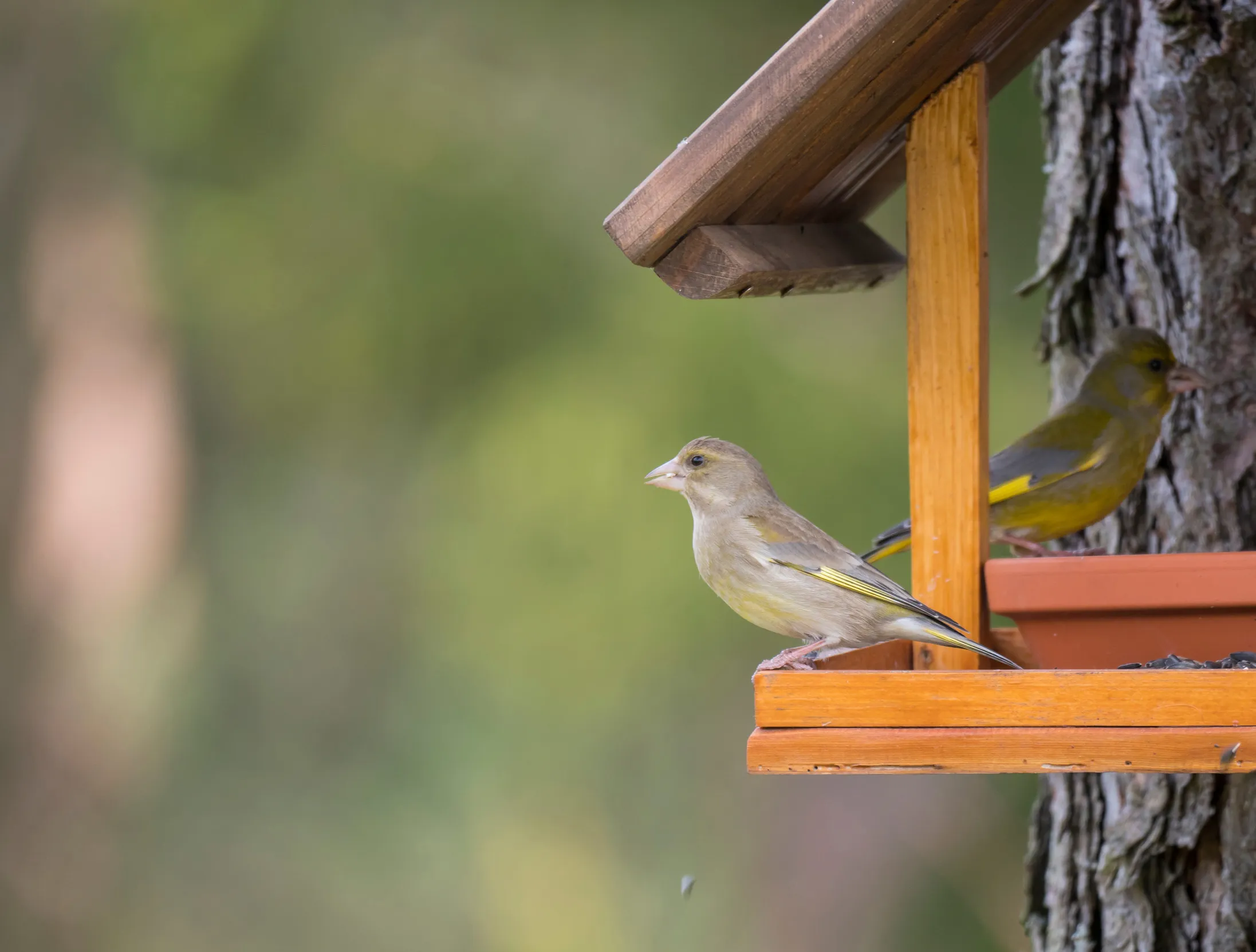 A pair of Greenfinch sat upon a bird table.