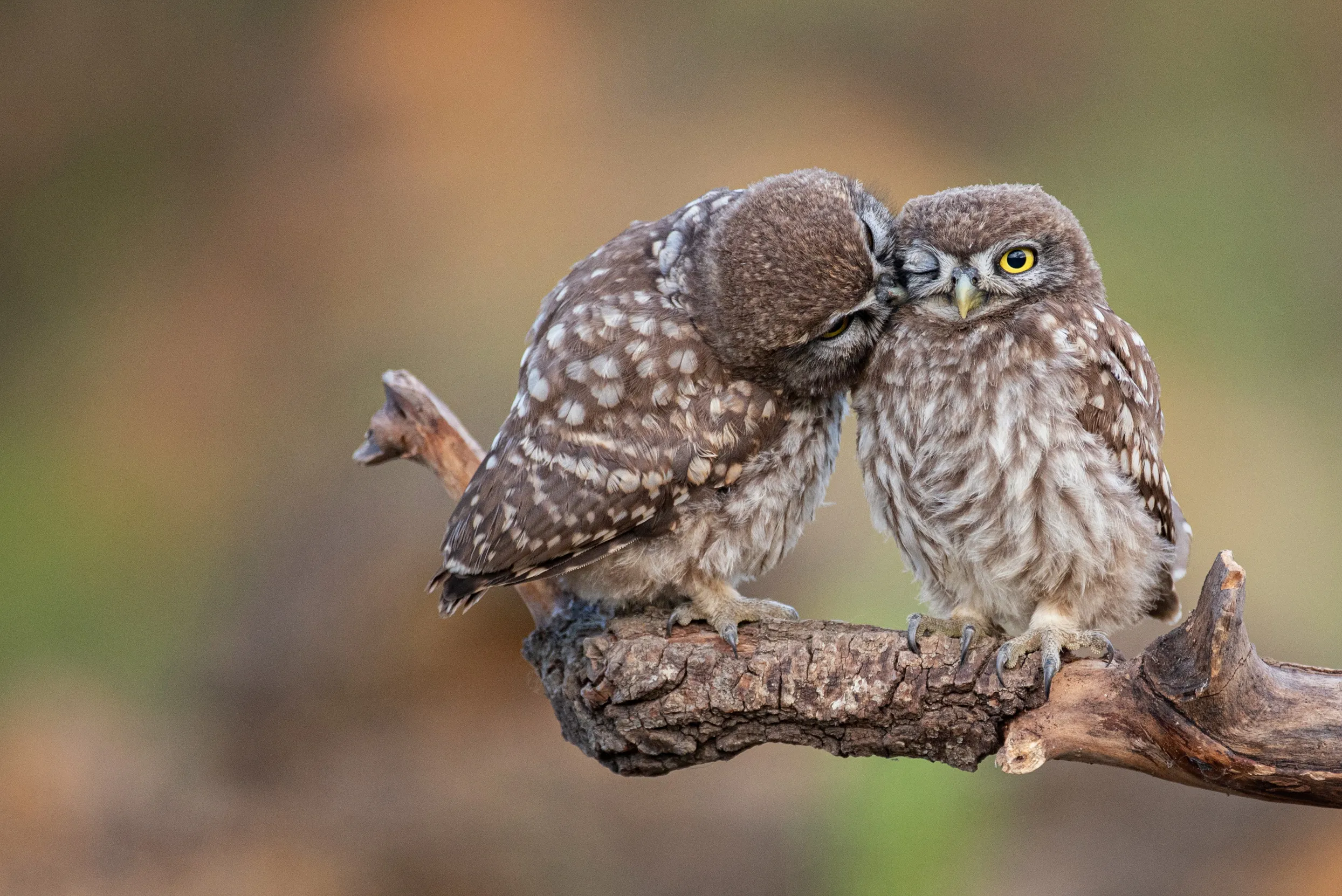 Two Little Owls perched on the end of a branch with one kissing the others cheek.