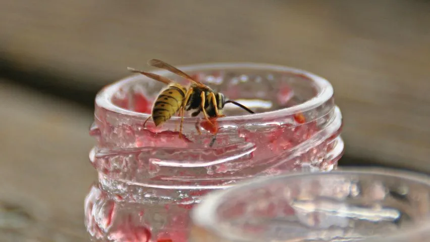 A lone Wasp perched on the rim of a jar covered in jam.