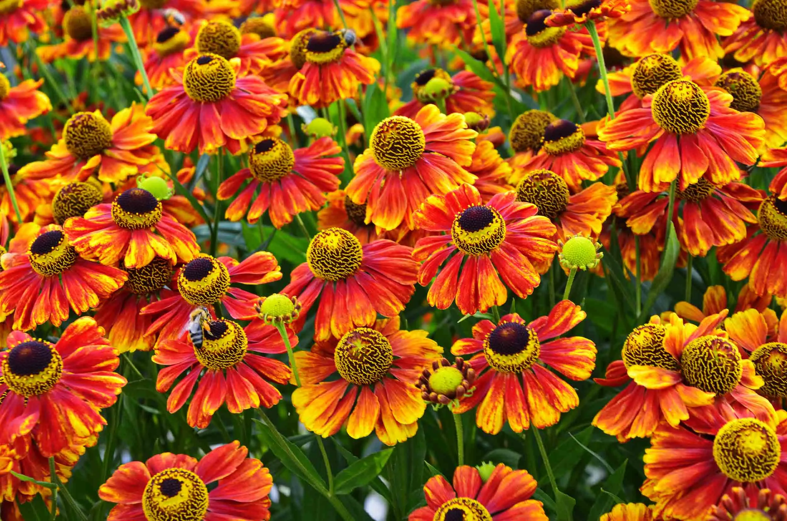 A field of orange and yellow Helenium.