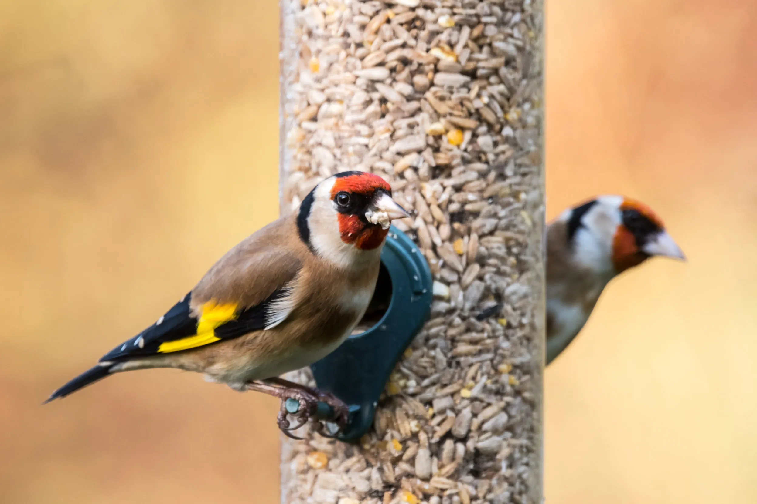 A pair of Goldfinches feeding off of a domestic bird feeder.