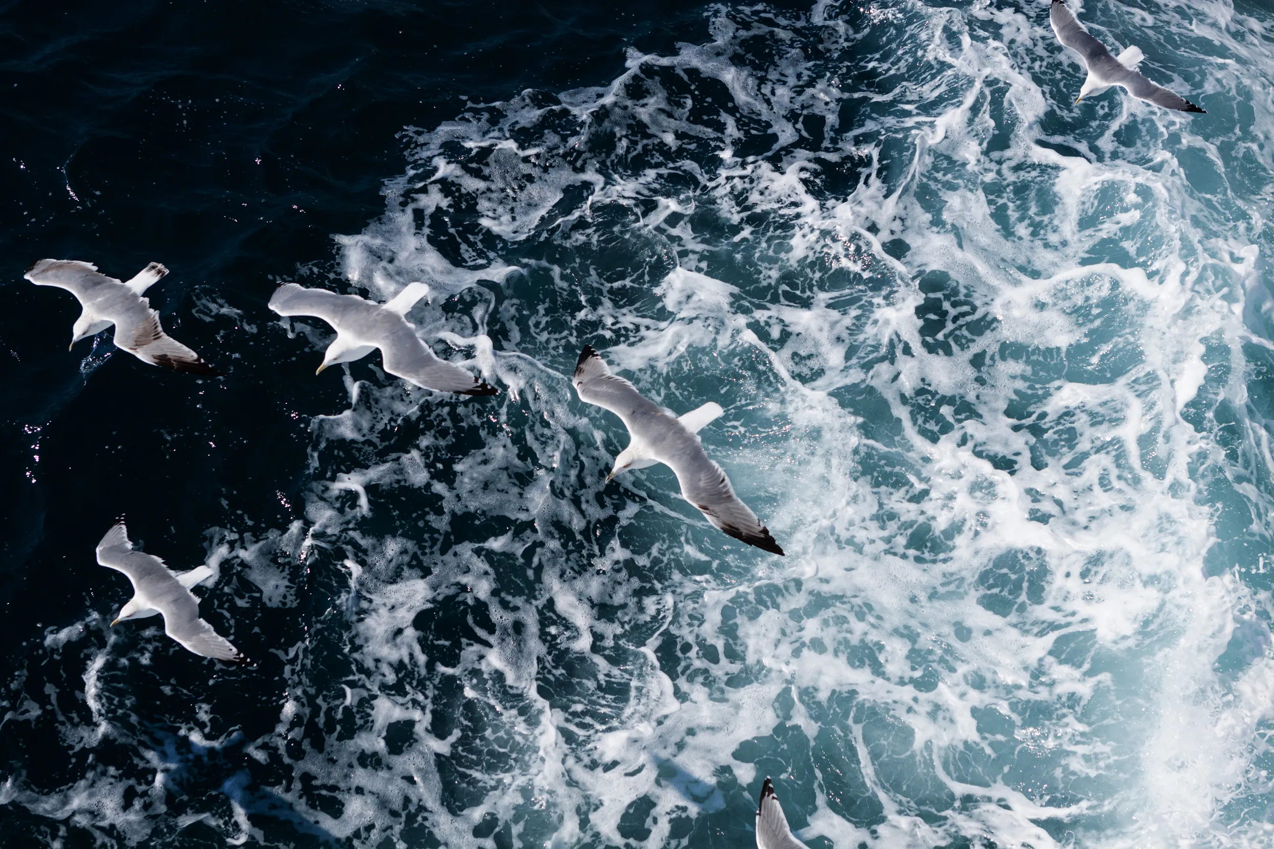 A birds eye view of a group of Gulls flying over a choppy sea.